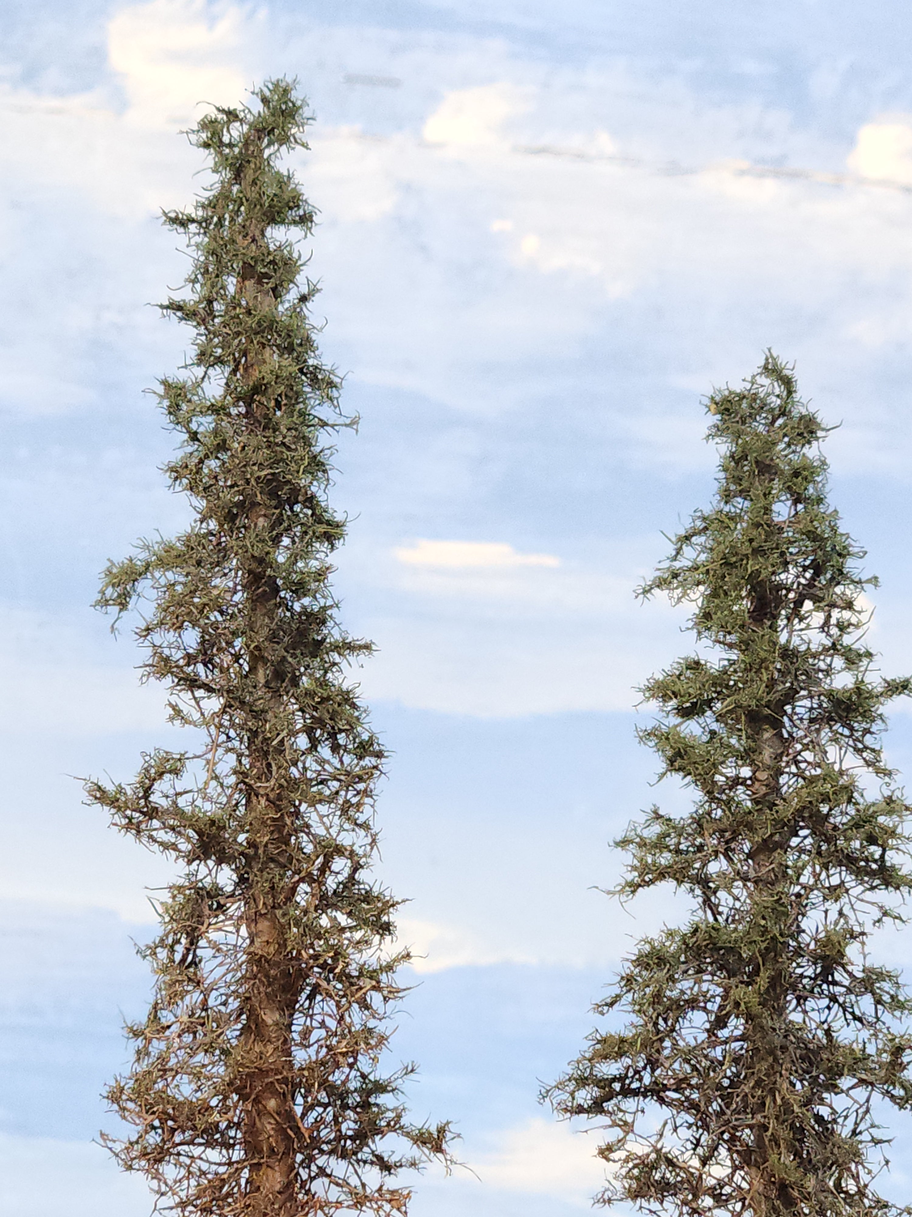 Lodgepole-Style Pines, 6 to 8 inches, Five Trees