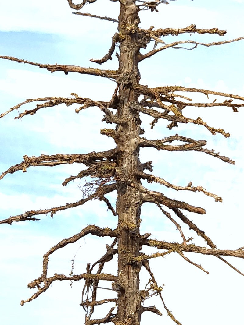 Close up of detail of a Snag Dead Ghost tree that is seven inches tall made by Roger Rasmussen at Coastman's Scenic Products