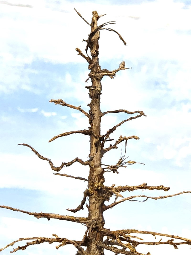Close up photo of the top portion of a Snag Dead Ghost tree that is seven inches tall showing intricate detail made by Roger Rasmussen at Coastman's Scenic Products