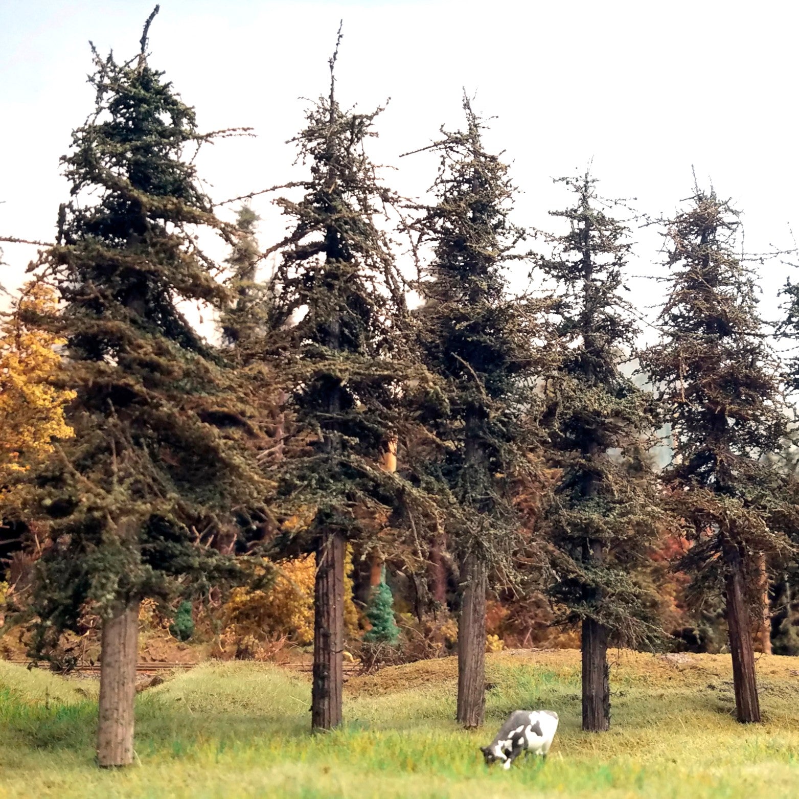 7-inch tall Standard Fir Trees, Five, made by Coastmans Scenic Products.