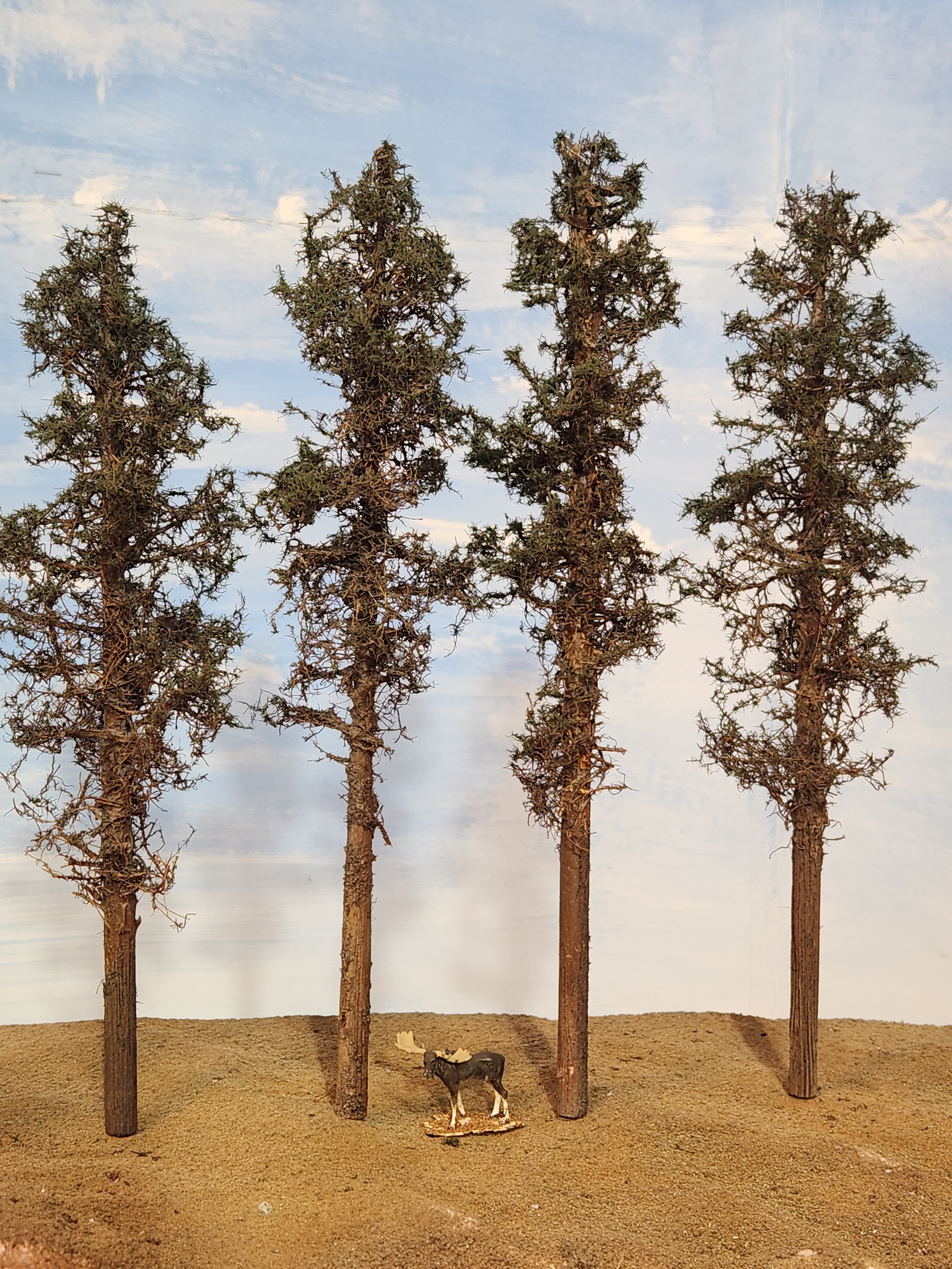 Lodgepole-Style Pines, 8 to 10 inches, Four Trees