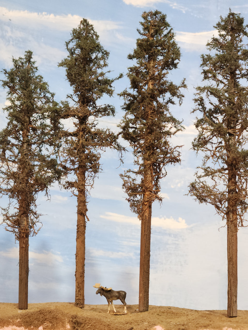 Lodgepole-Style Pines, 8 to 10 inches, Four Trees