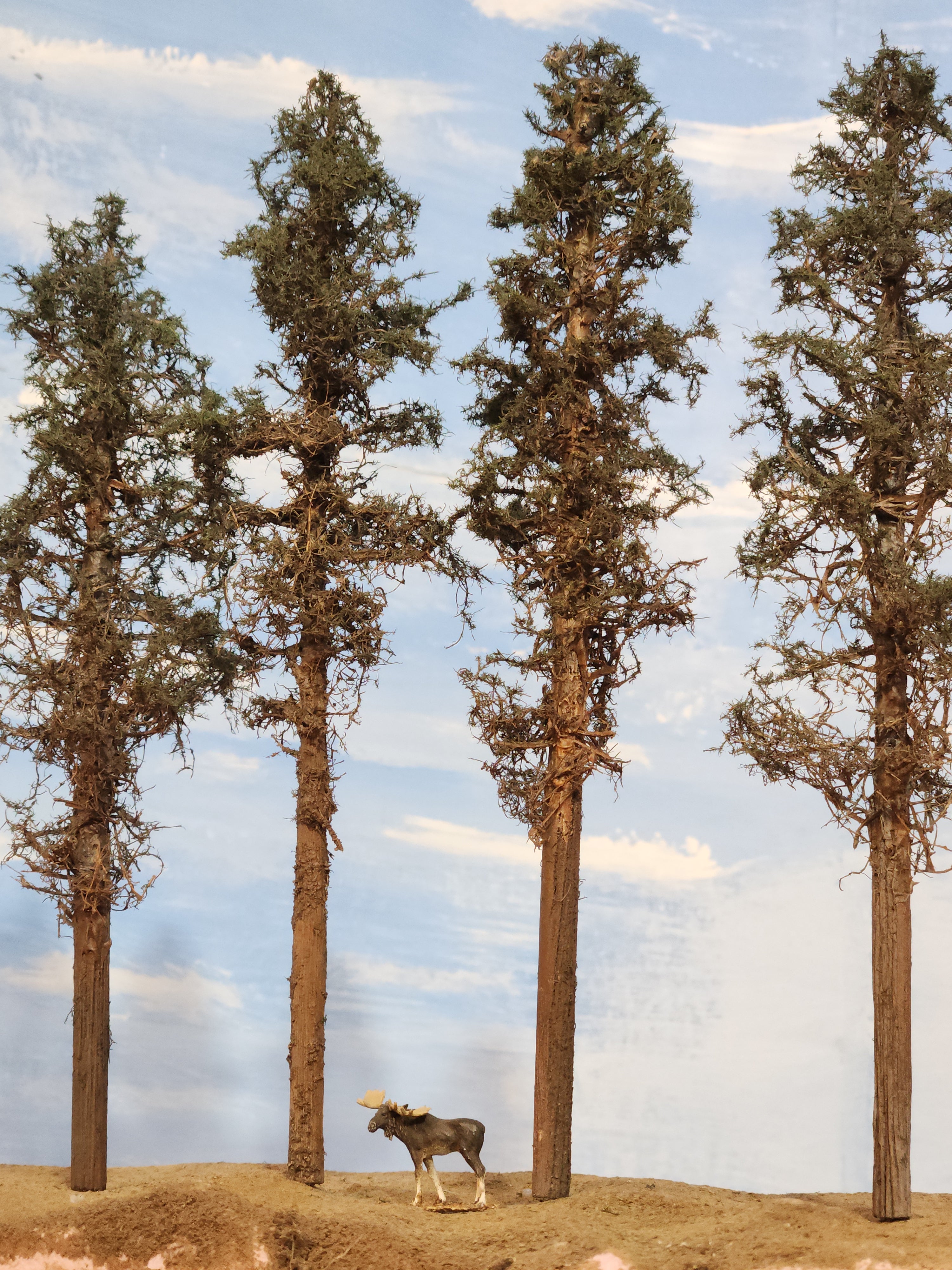 Lodgepole-Style Pines, 8 to 10 inches, Four Trees