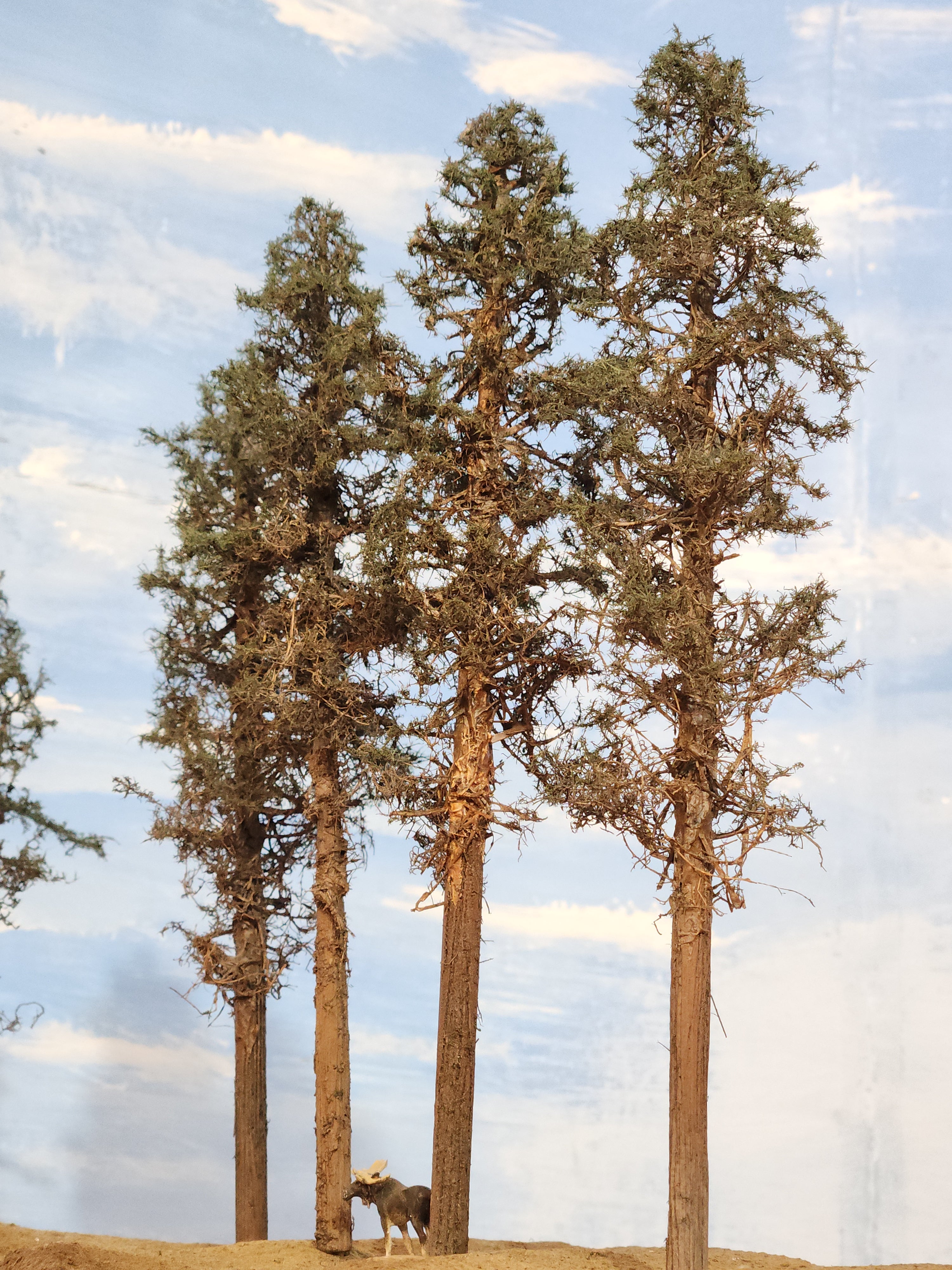 Lodgepole-Style Pines, 8 to 10 inches, Four Trees