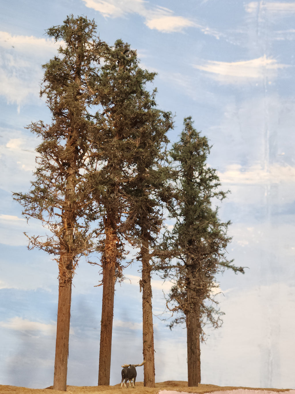Lodgepole-Style Pines, 8 to 10 inches, Four Trees