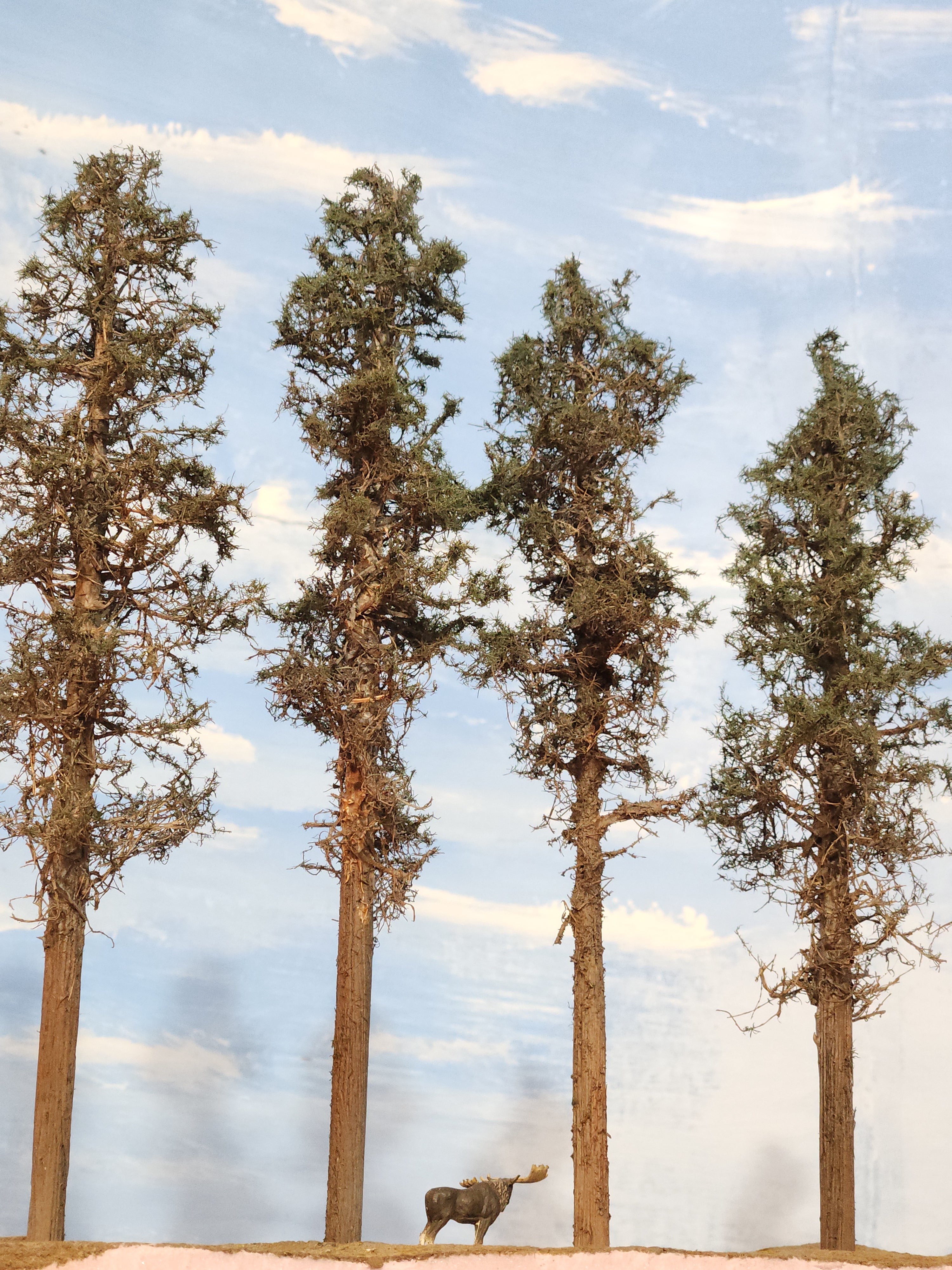 Lodgepole-Style Pines, 8 to 10 inches, Four Trees