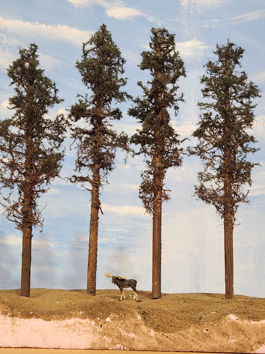 Lodgepole-Style Pines, 8 to 10 inches, Four Trees