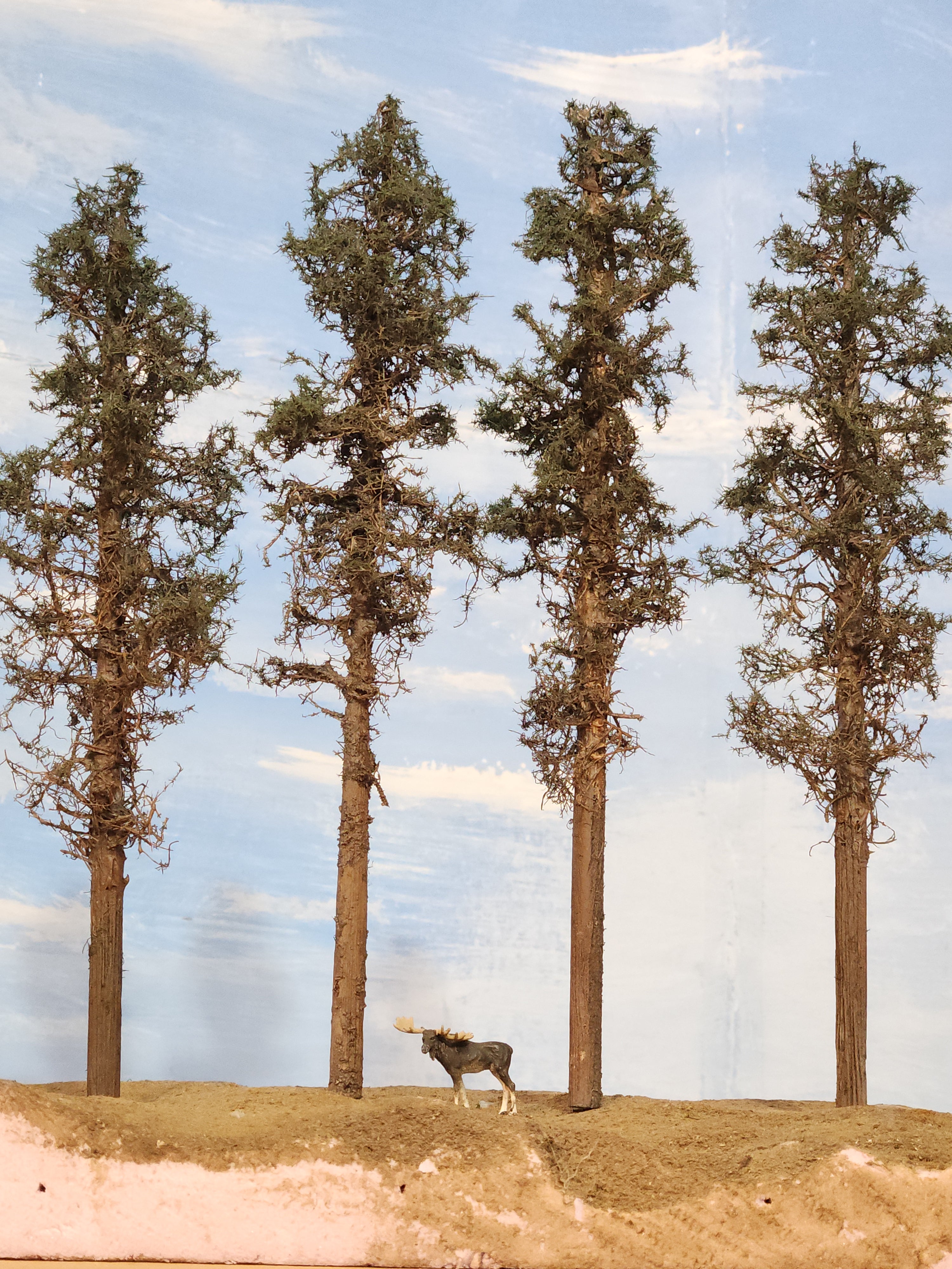 Lodgepole-Style Pines, 8 to 10 inches, Four Trees