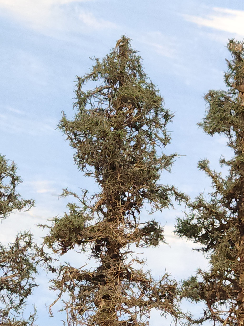 Lodgepole-Style Pines, 8 to 10 inches, Four Trees