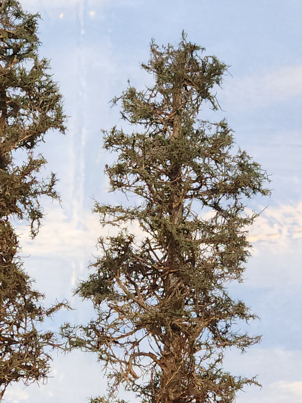 Lodgepole-Style Pines, 8 to 10 inches, Four Trees