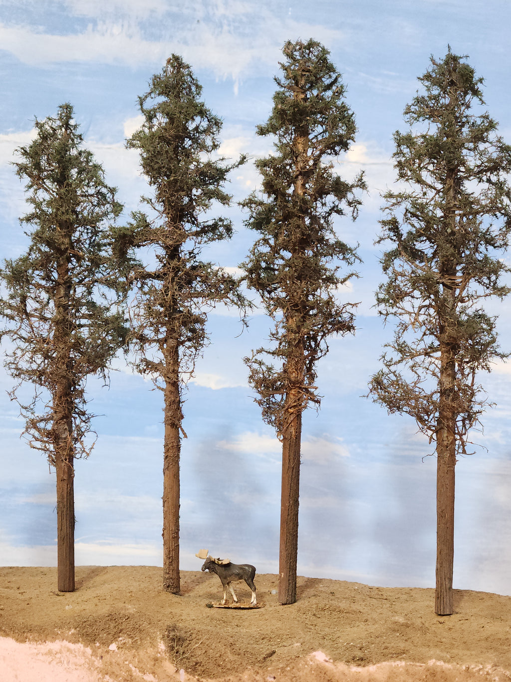 Lodgepole-Style Pines, 8 to 10 inches, Four Trees