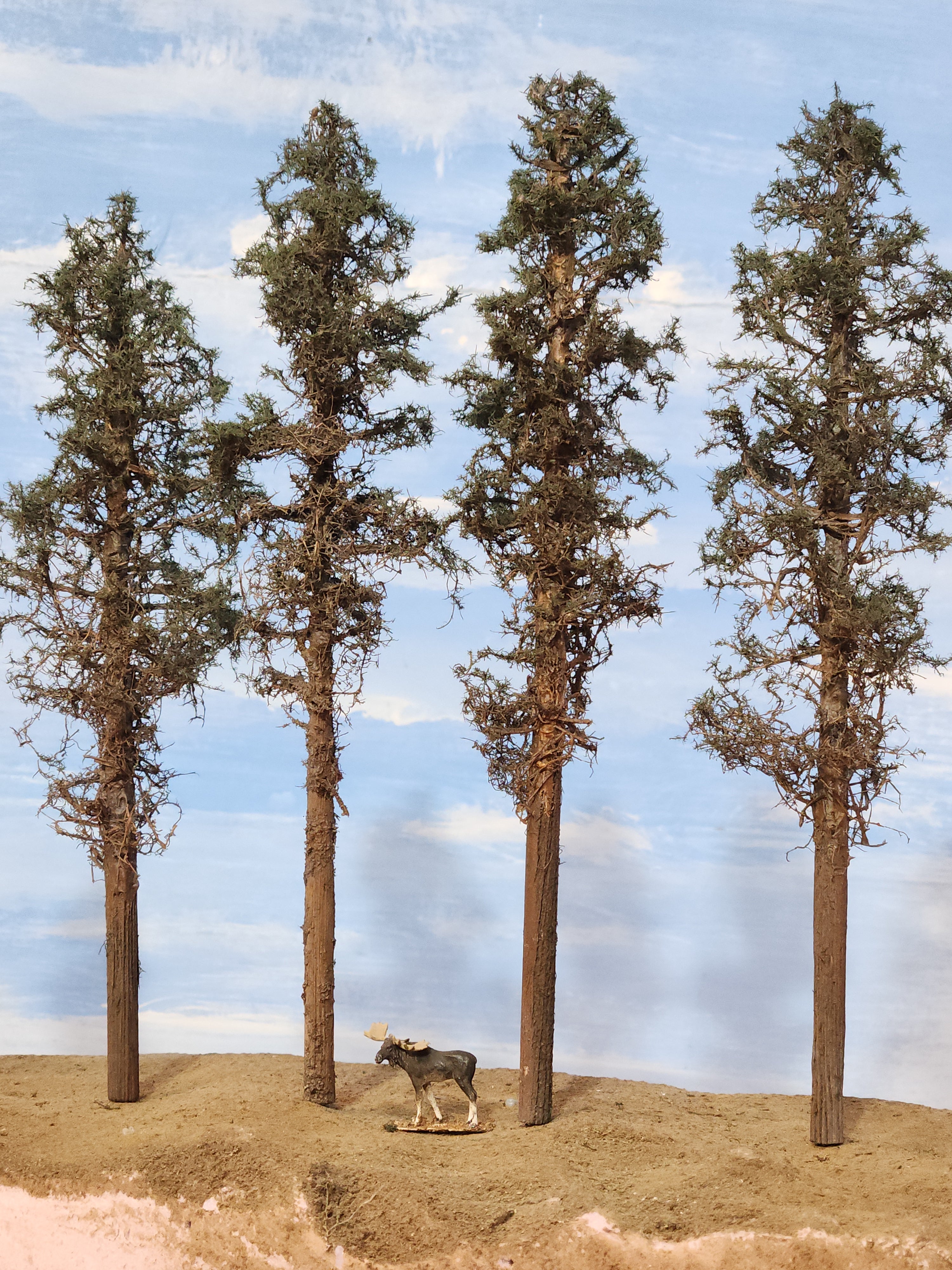 Lodgepole-Style Pines, 8 to 10 inches, Four Trees