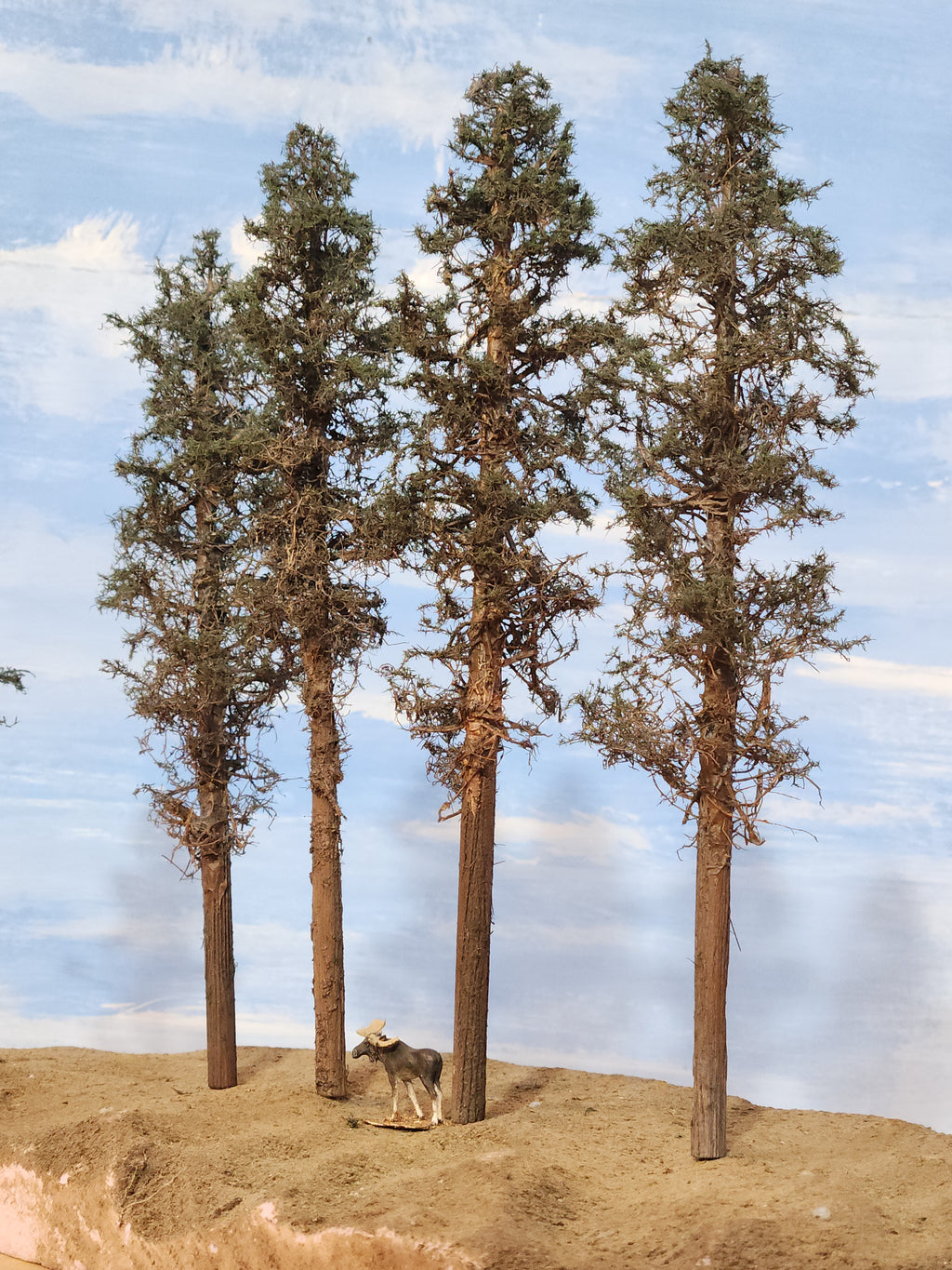 Lodgepole-Style Pines, 8 to 10 inches, Four Trees