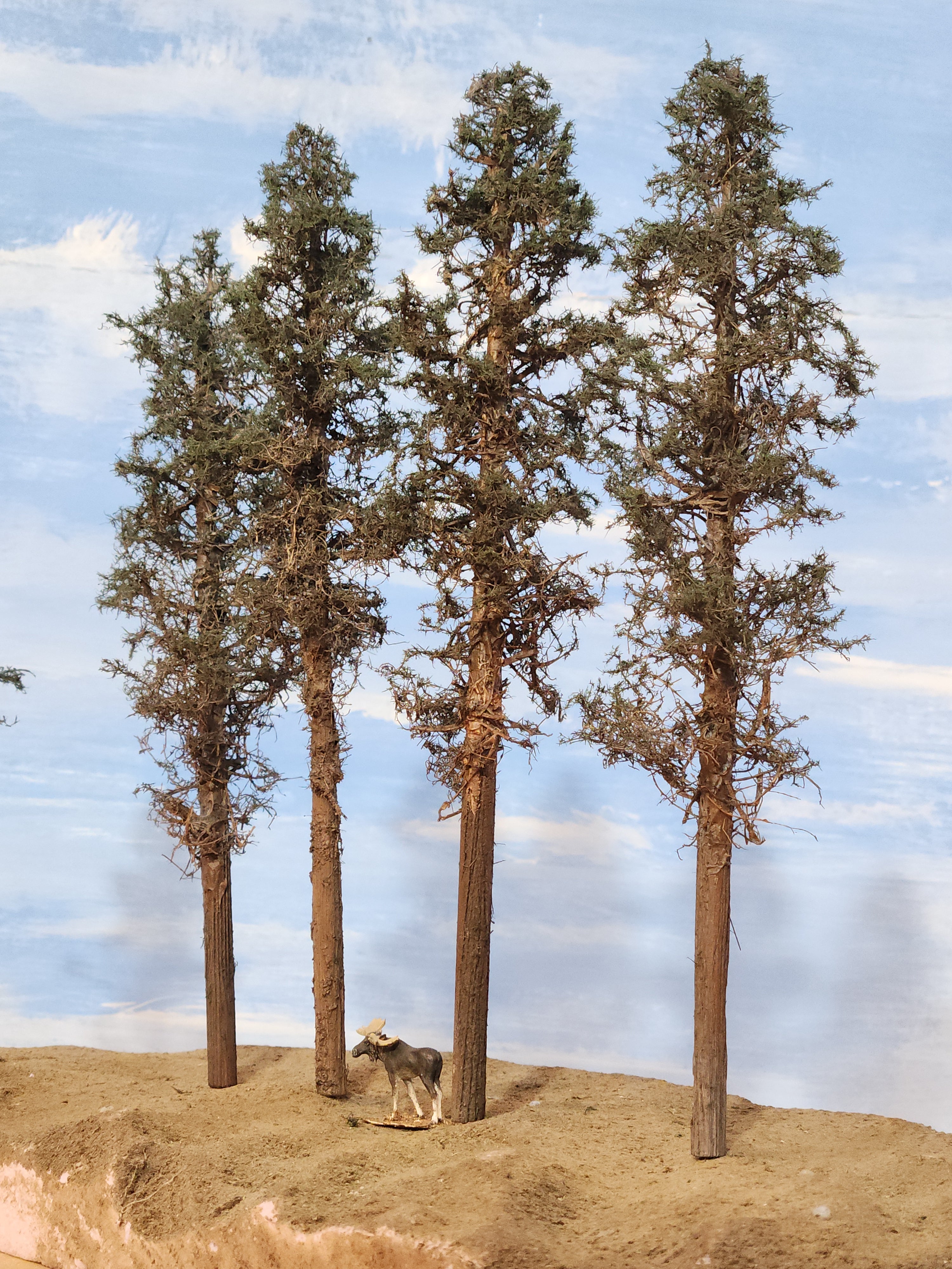 Lodgepole-Style Pines, 8 to 10 inches, Four Trees
