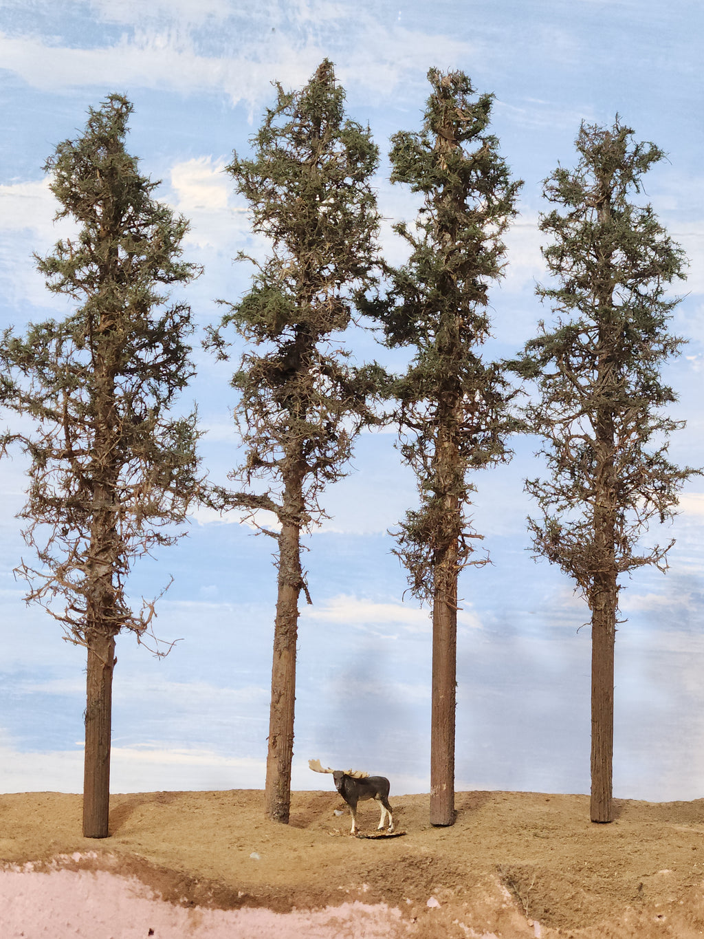Lodgepole-Style Pines, 8 to 10 inches, Four Trees