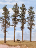 Lodgepole-Style Pines, 8 to 10 inches, Four Trees