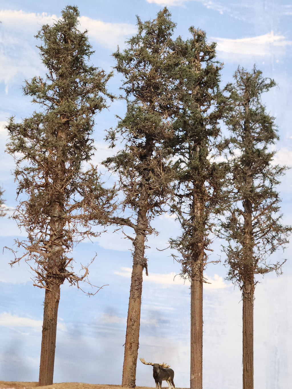 Lodgepole-Style Pines, 8 to 10 inches, Four Trees
