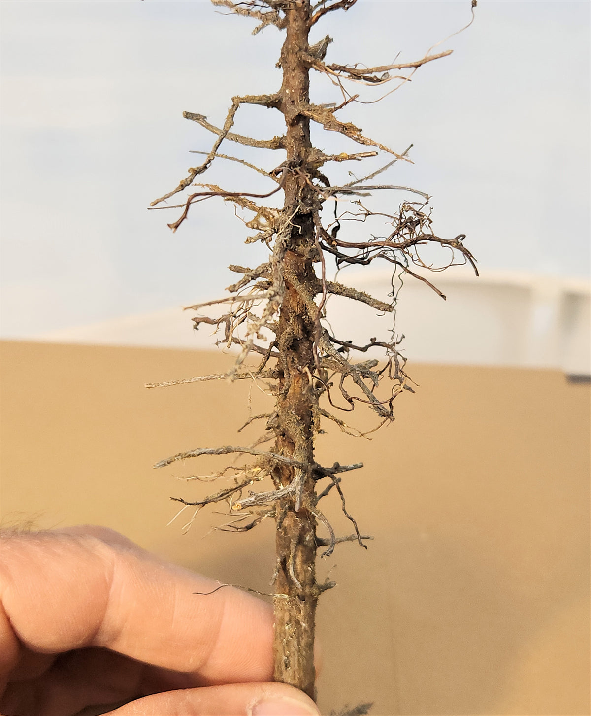Snag / Dead / Ghost Tree - 9 Inches