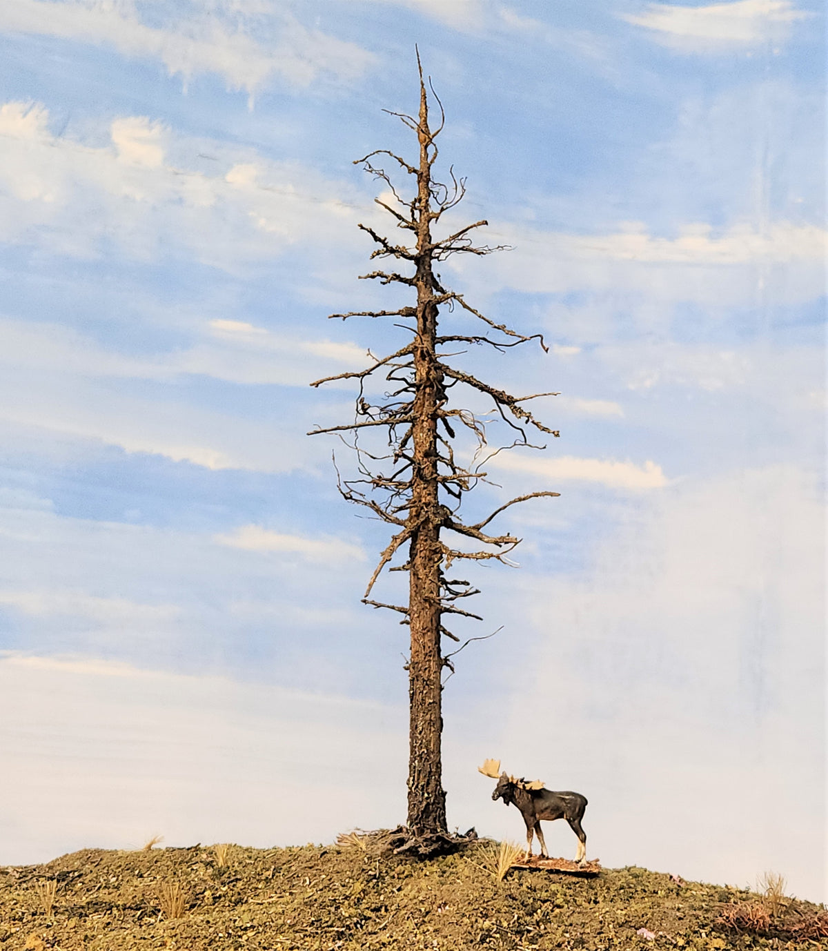 Snag / Dead / Ghost Tree - 9 Inches