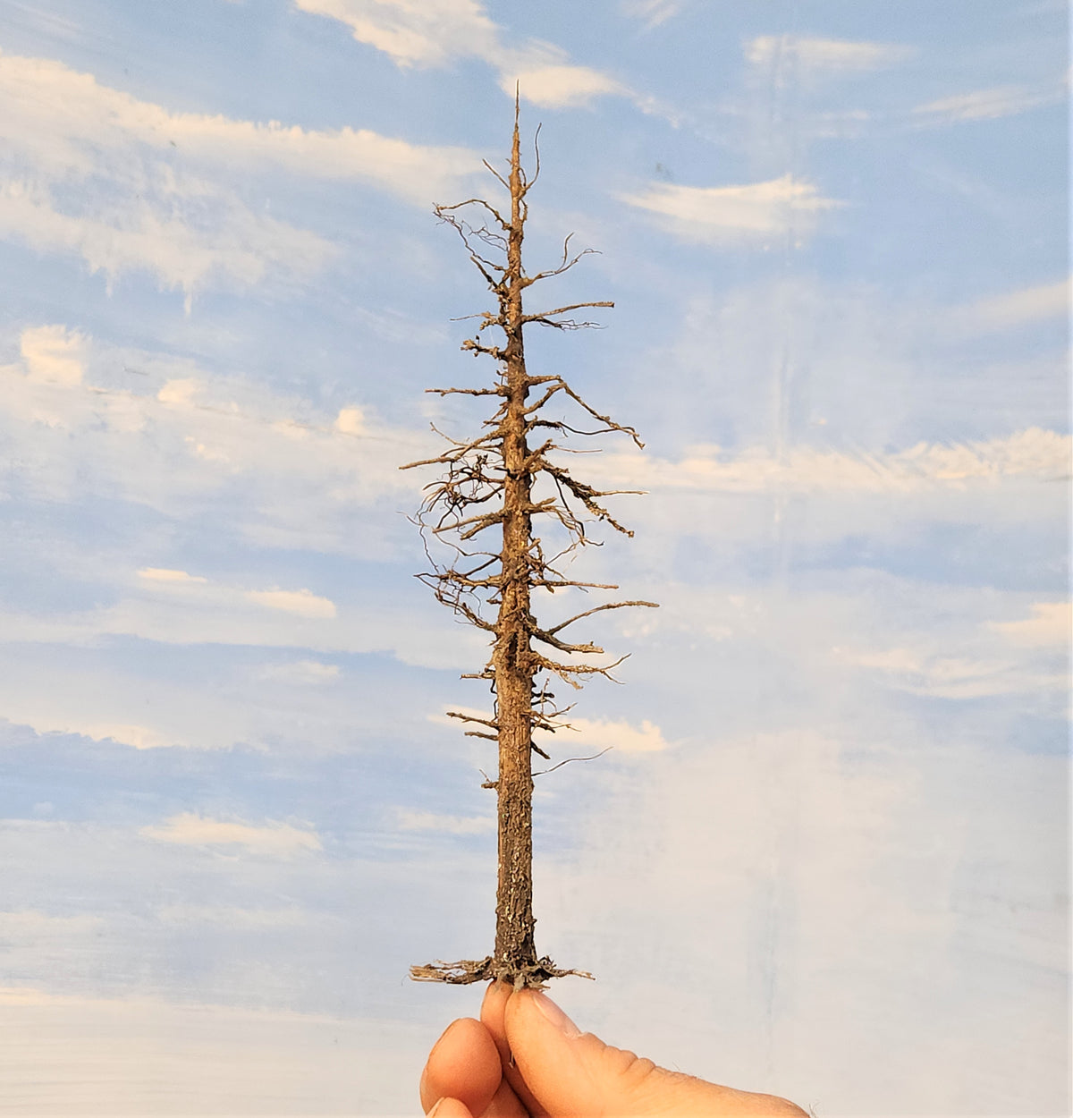 Snag / Dead / Ghost Tree - 9 Inches