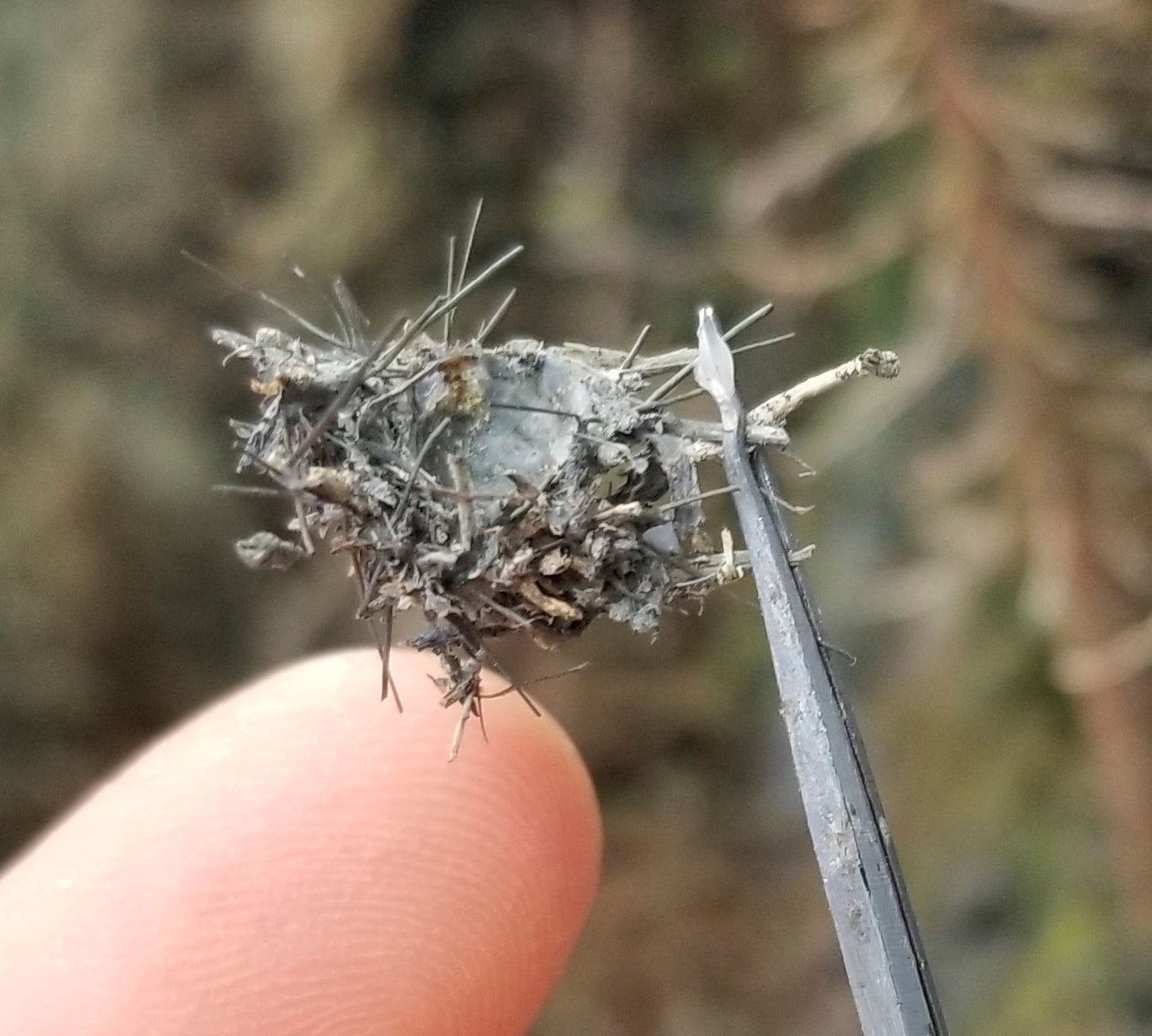 HO Scale 1:87 Bird's Nest Medium with Tweezers and finger for reference tiny super detailed for HO scale model railroad model train forest scenery