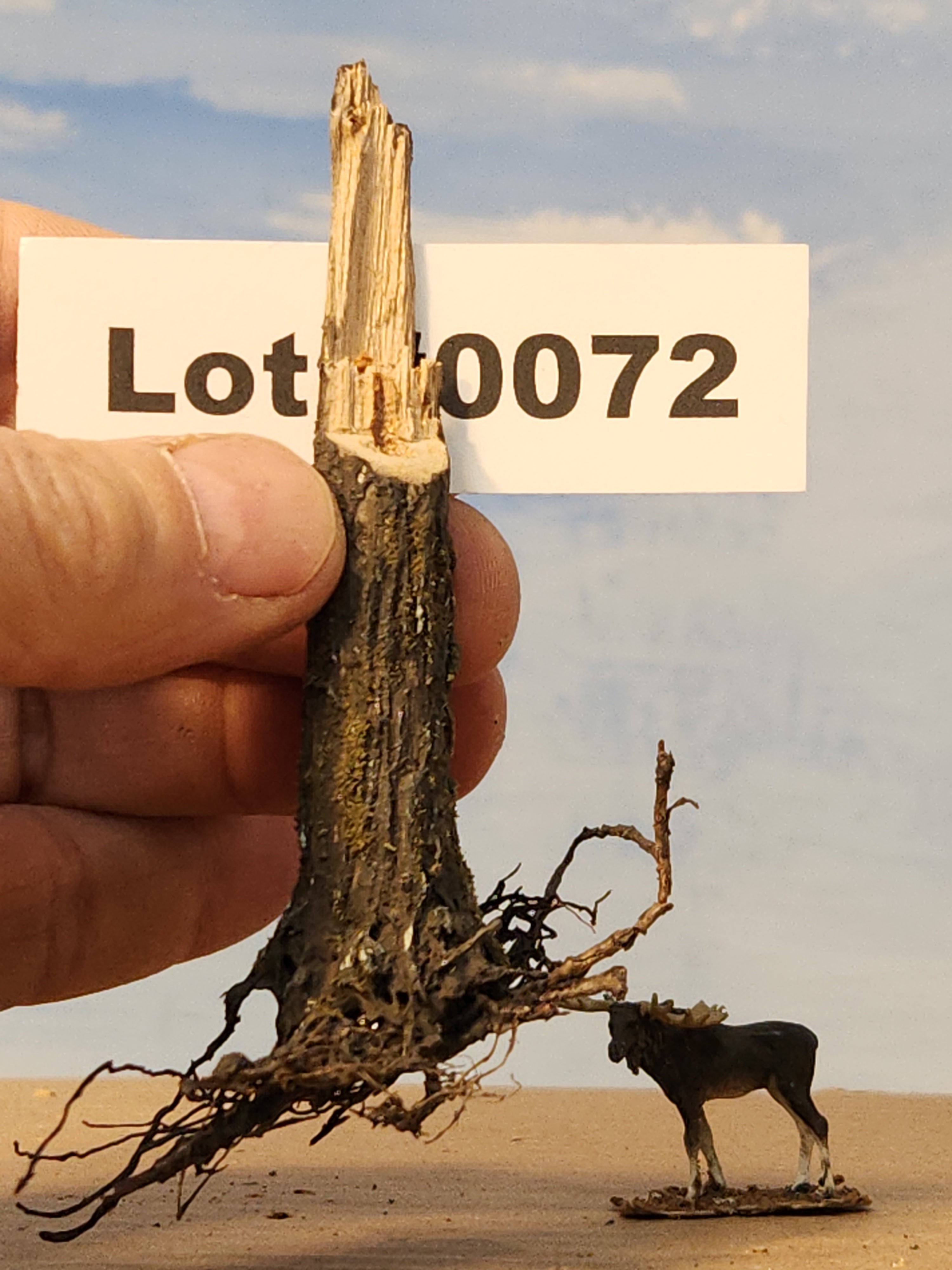 Stump, 1/2 inch, sloped, spiked, saw-cut, fresh look, L-0072