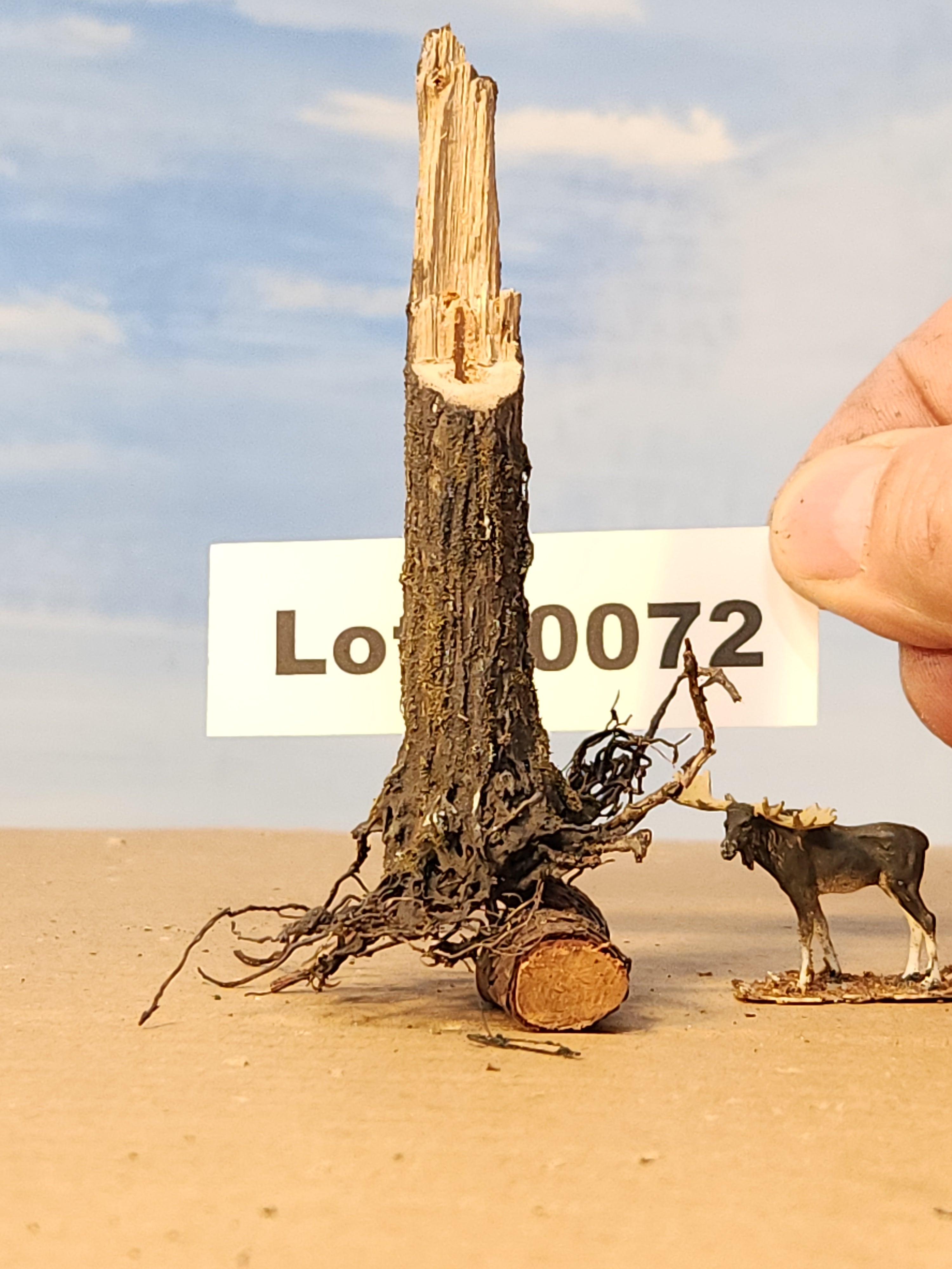 Stump, 1/2 inch, sloped, spiked, saw-cut, fresh look, L-0072