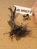 Stump, Wild, Lying flat, 4 inches, One, L-0073