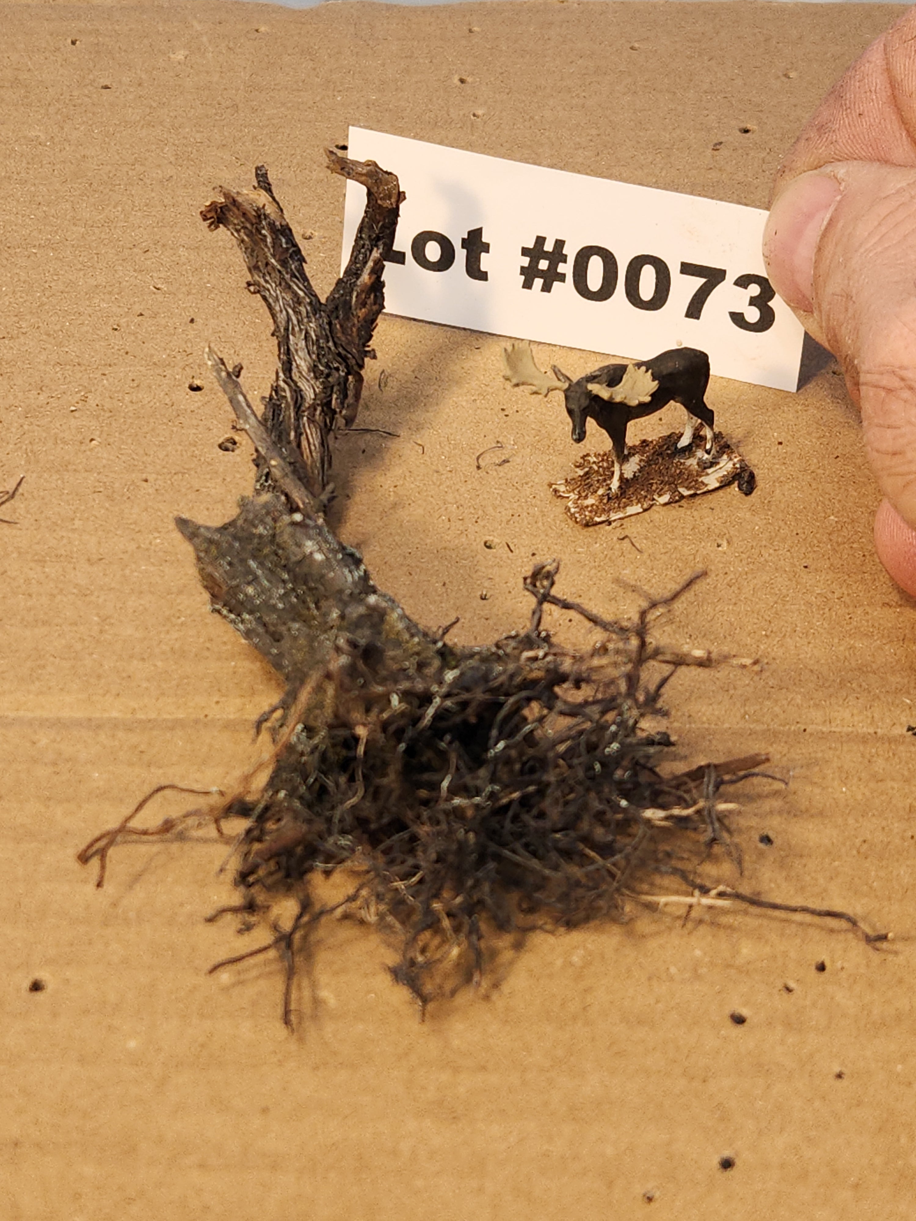 Stump, Wild, Lying flat, 4 inches, One, L-0073