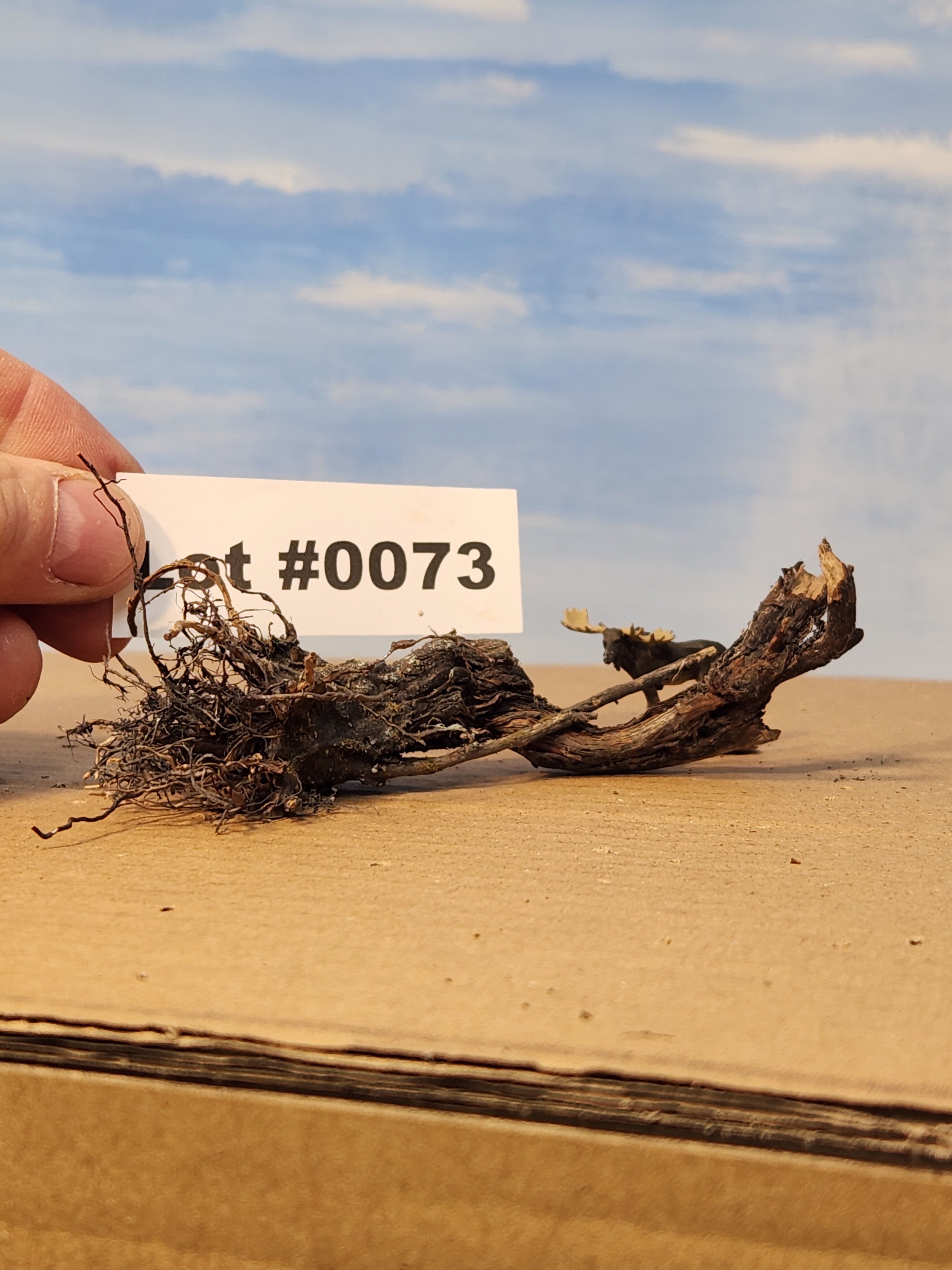 Stump, Wild, Lying flat, 4 inches, One, L-0073