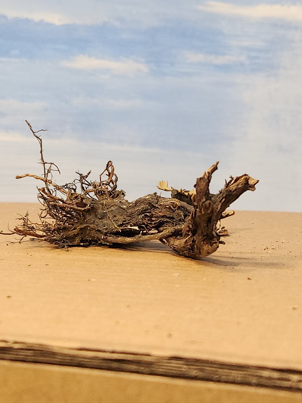 Stump, Wild, Lying flat, 4 inches, One, L-0073