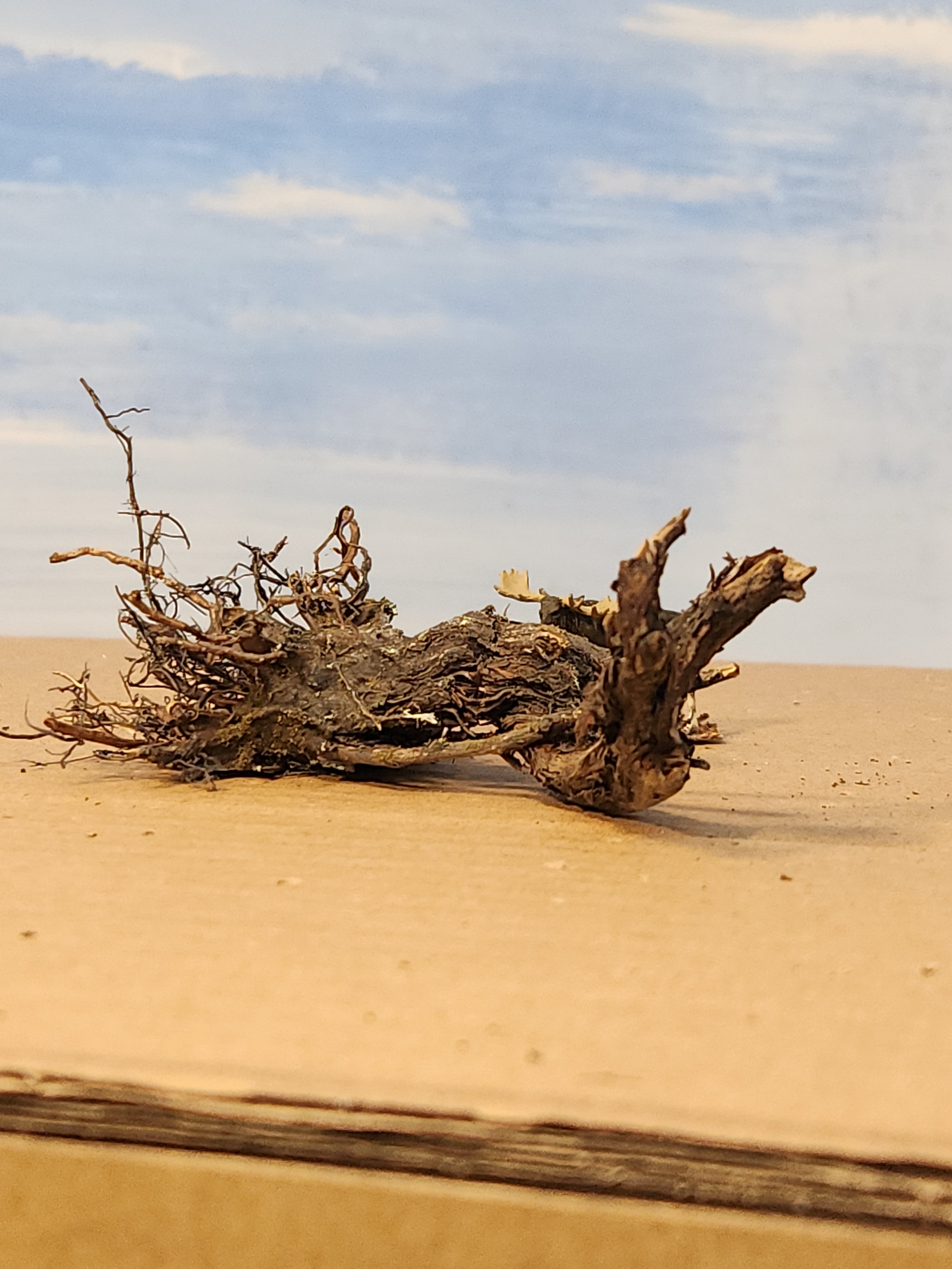 Stump, Wild, Lying flat, 4 inches, One, L-0073