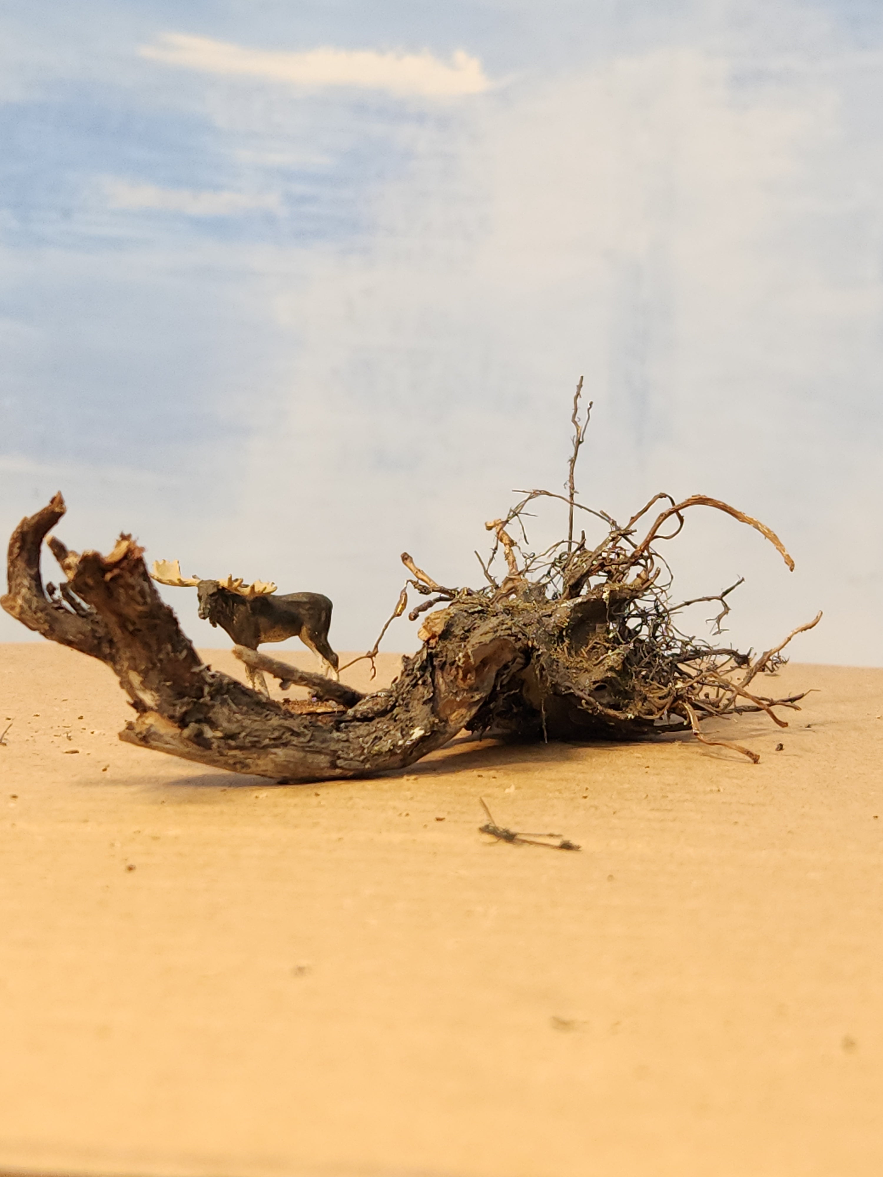 Stump, Wild, Lying flat, 4 inches, One, L-0073