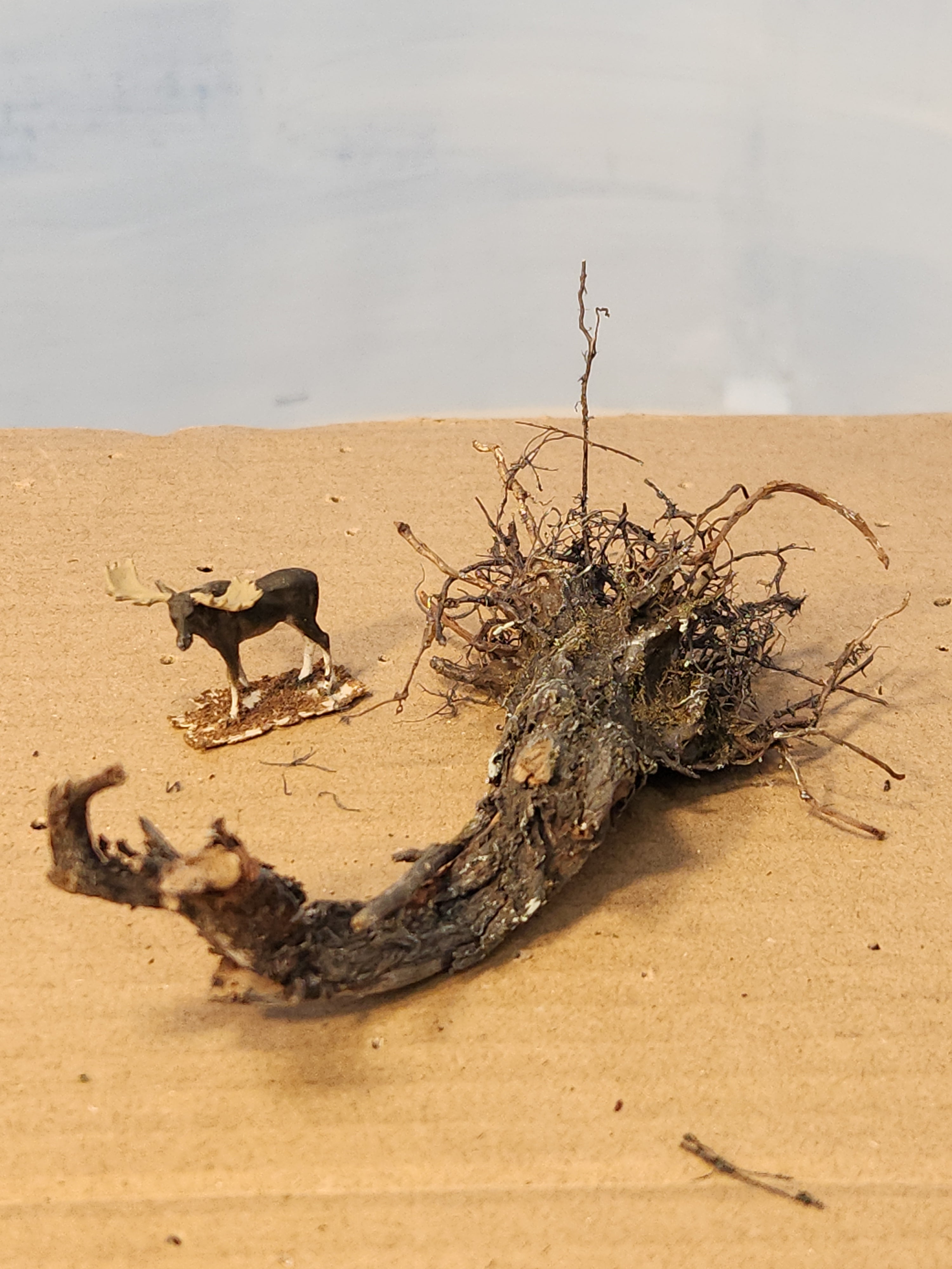 Stump, Wild, Lying flat, 4 inches, One, L-0073