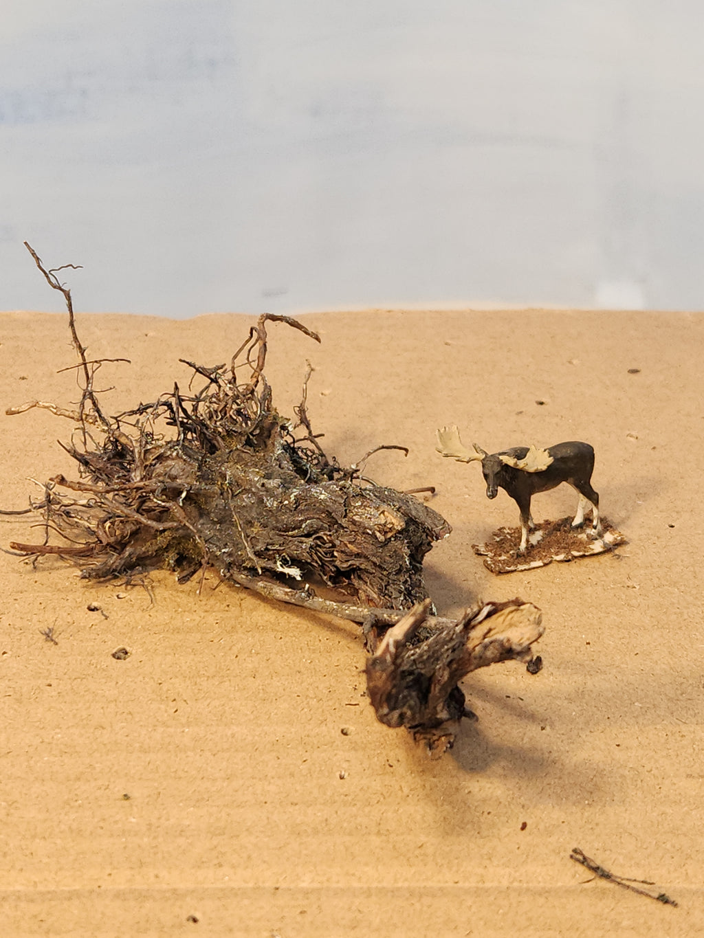 Stump, Wild, Lying flat, 4 inches, One, L-0073