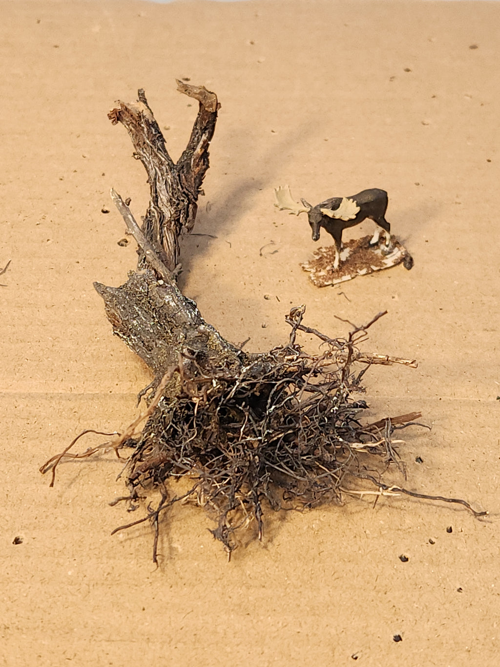 Stump, Wild, Lying flat, 4 inches, One, L-0073