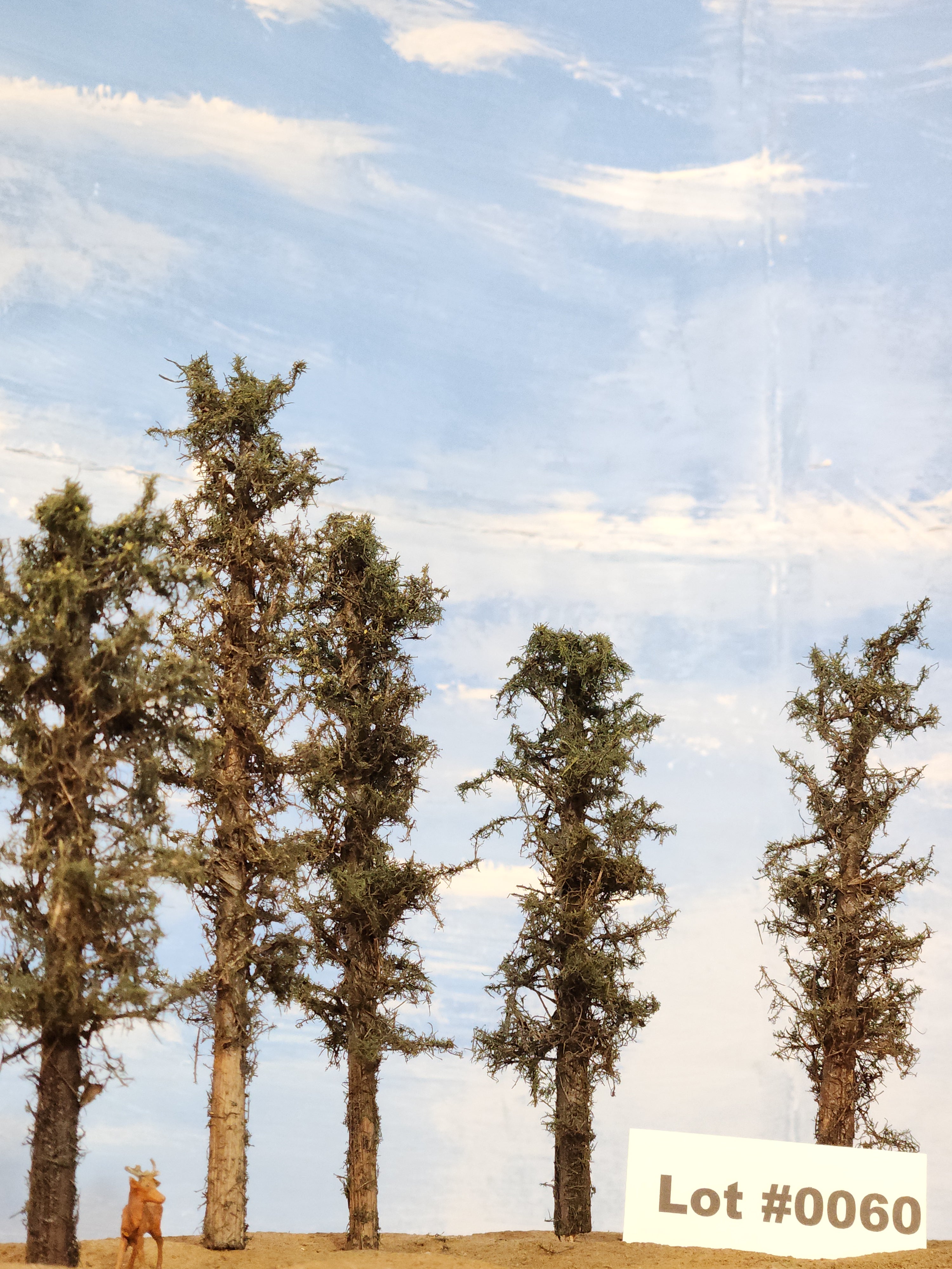 L0060 Short Fluffy Pines, Five