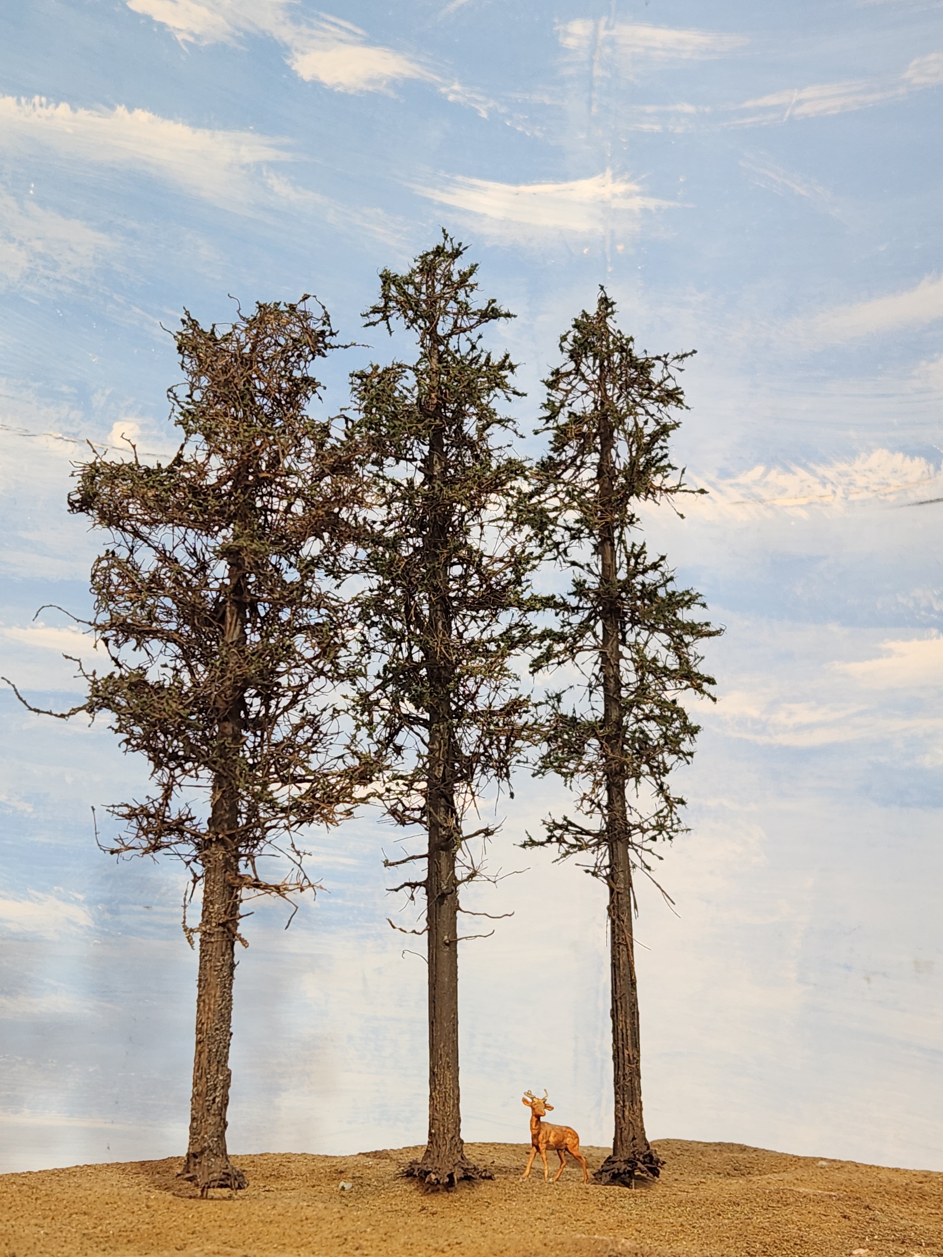 L0063 Three Super Pines 8"-10"