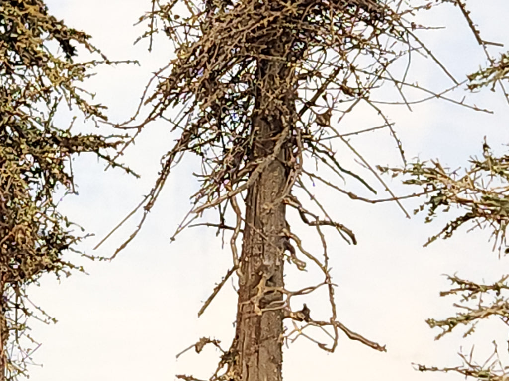 L0064 Five Variable Style Firs & Pines