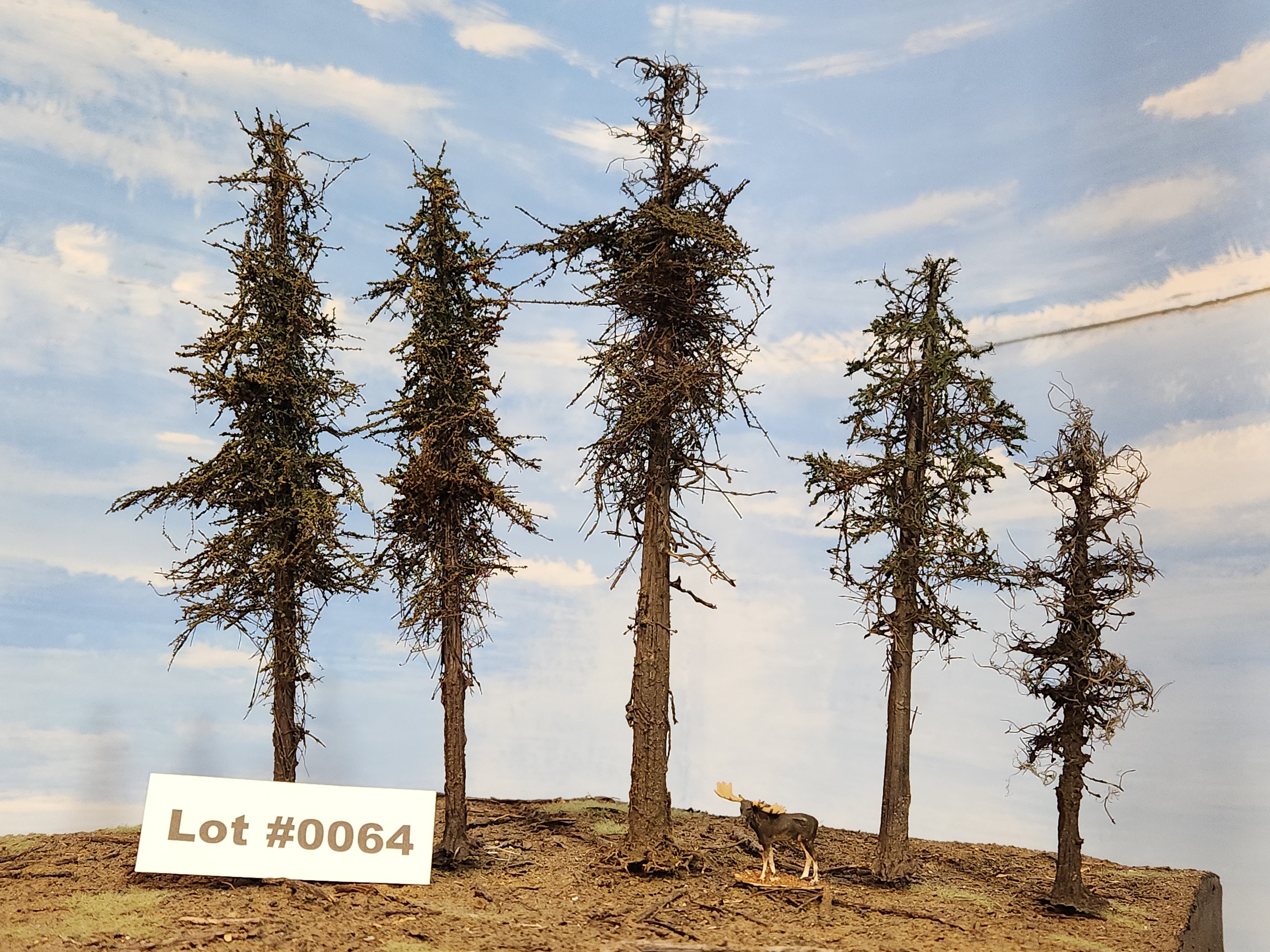 L0064 Five Variable Style Firs & Pines