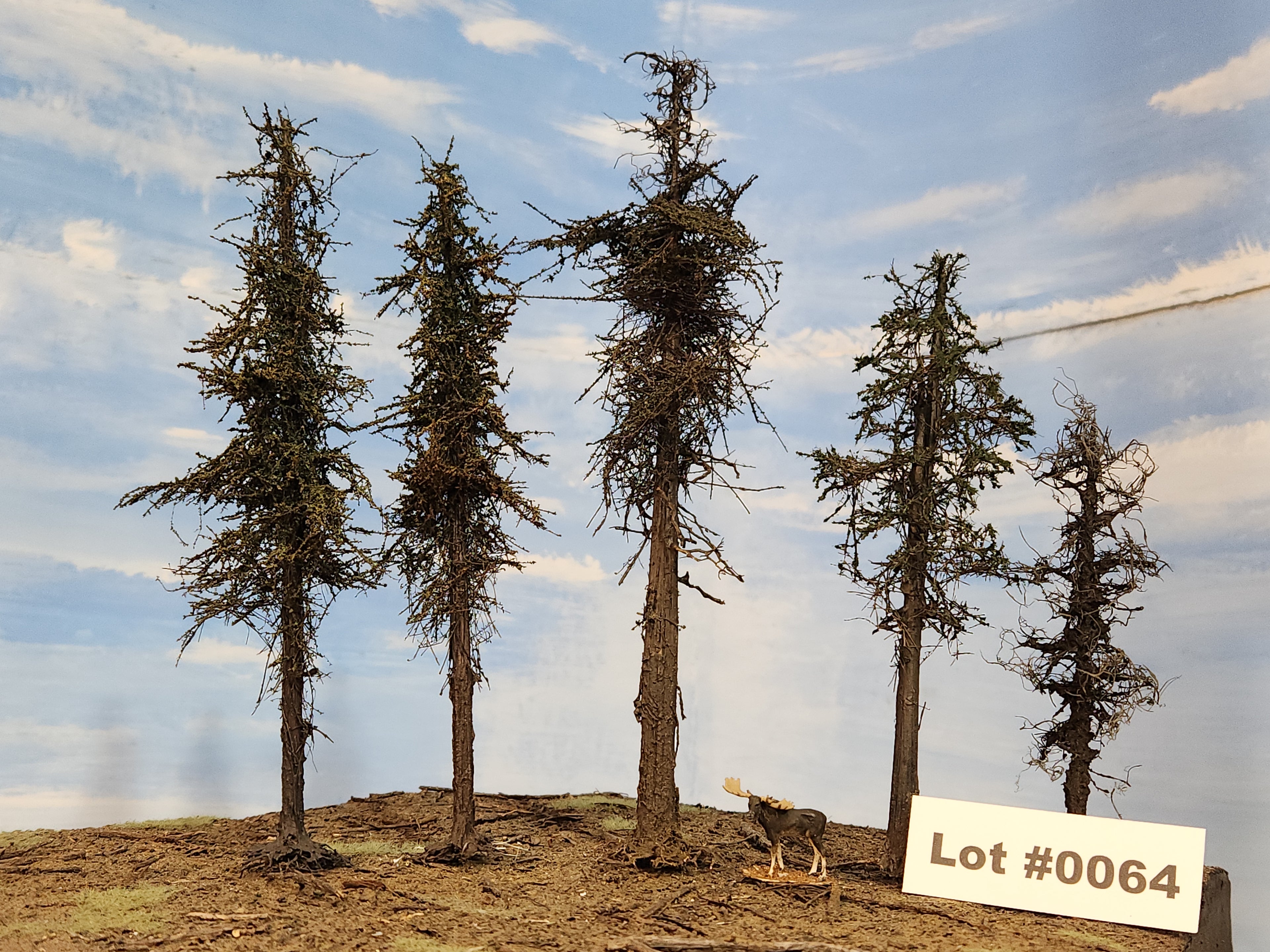 L0064 Five Variable Style Firs & Pines