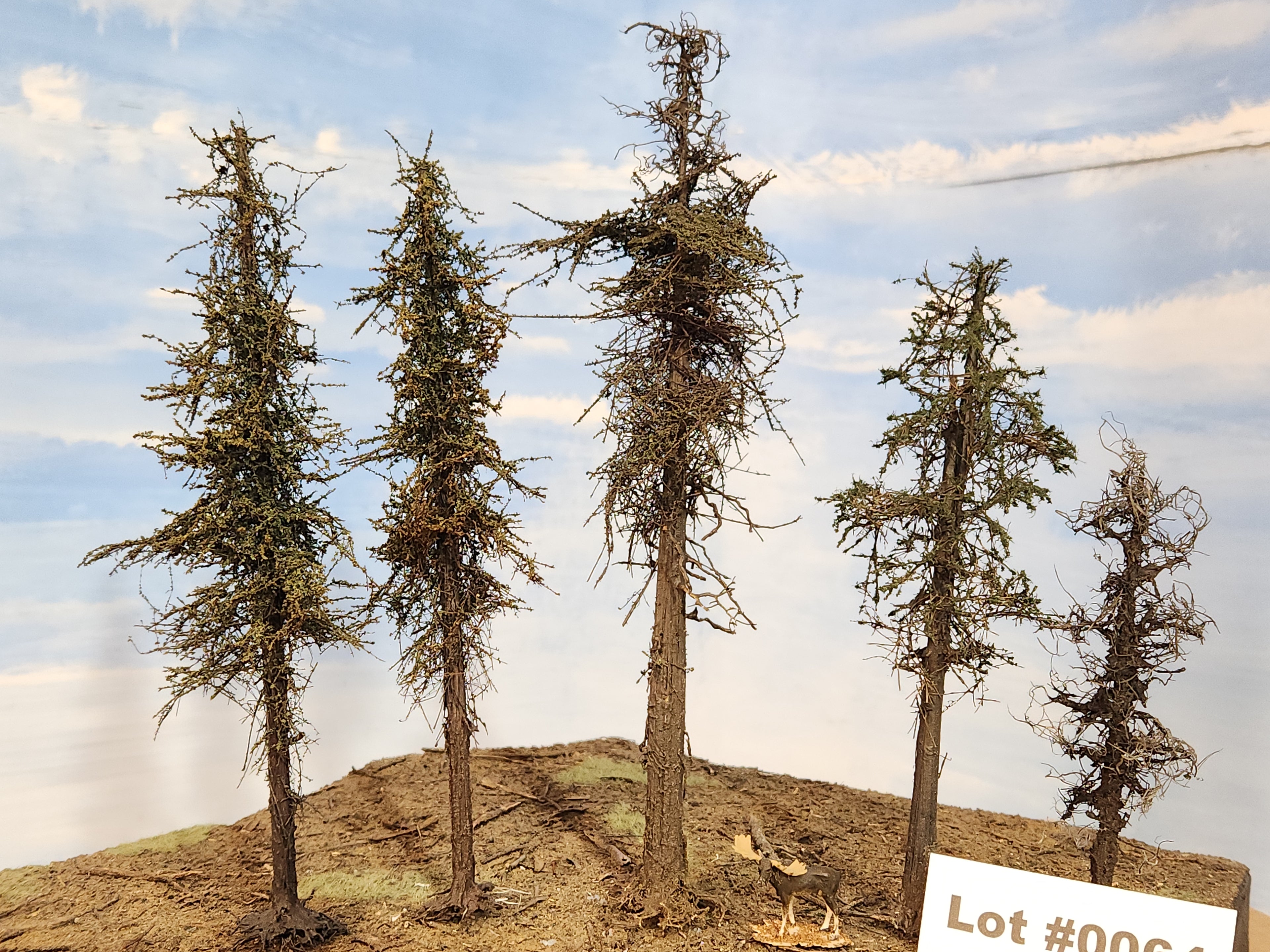 L0064 Five Variable Style Firs & Pines