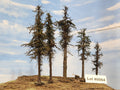 L0064 Five Variable Style Firs & Pines