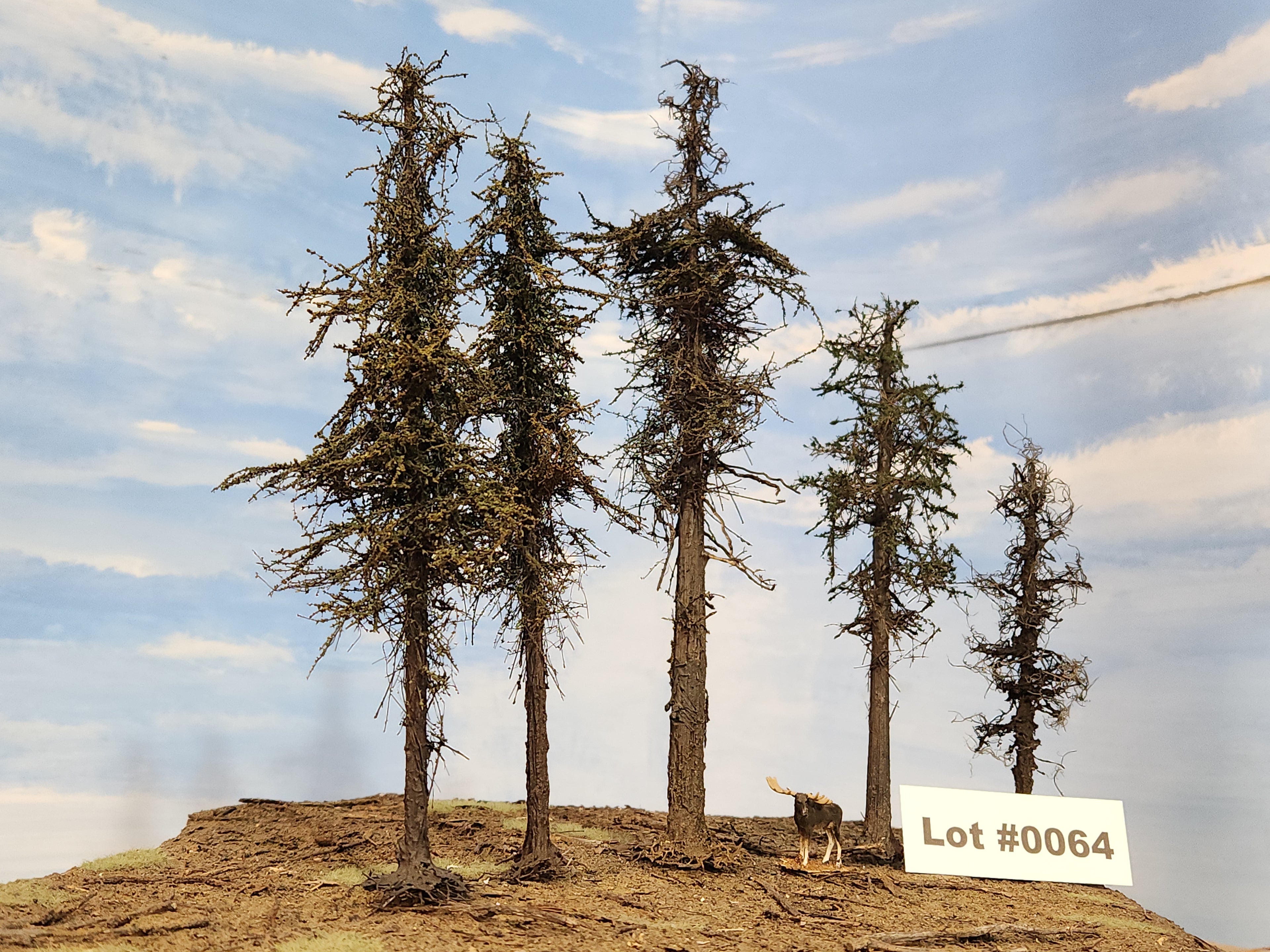 L0064 Five Variable Style Firs & Pines