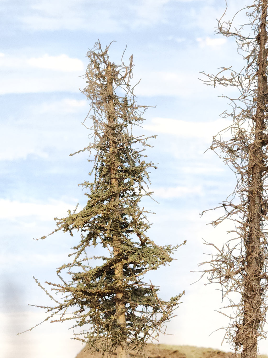 L0065 Dead & Partial Dead Firs & Pines Mix 6"-8"