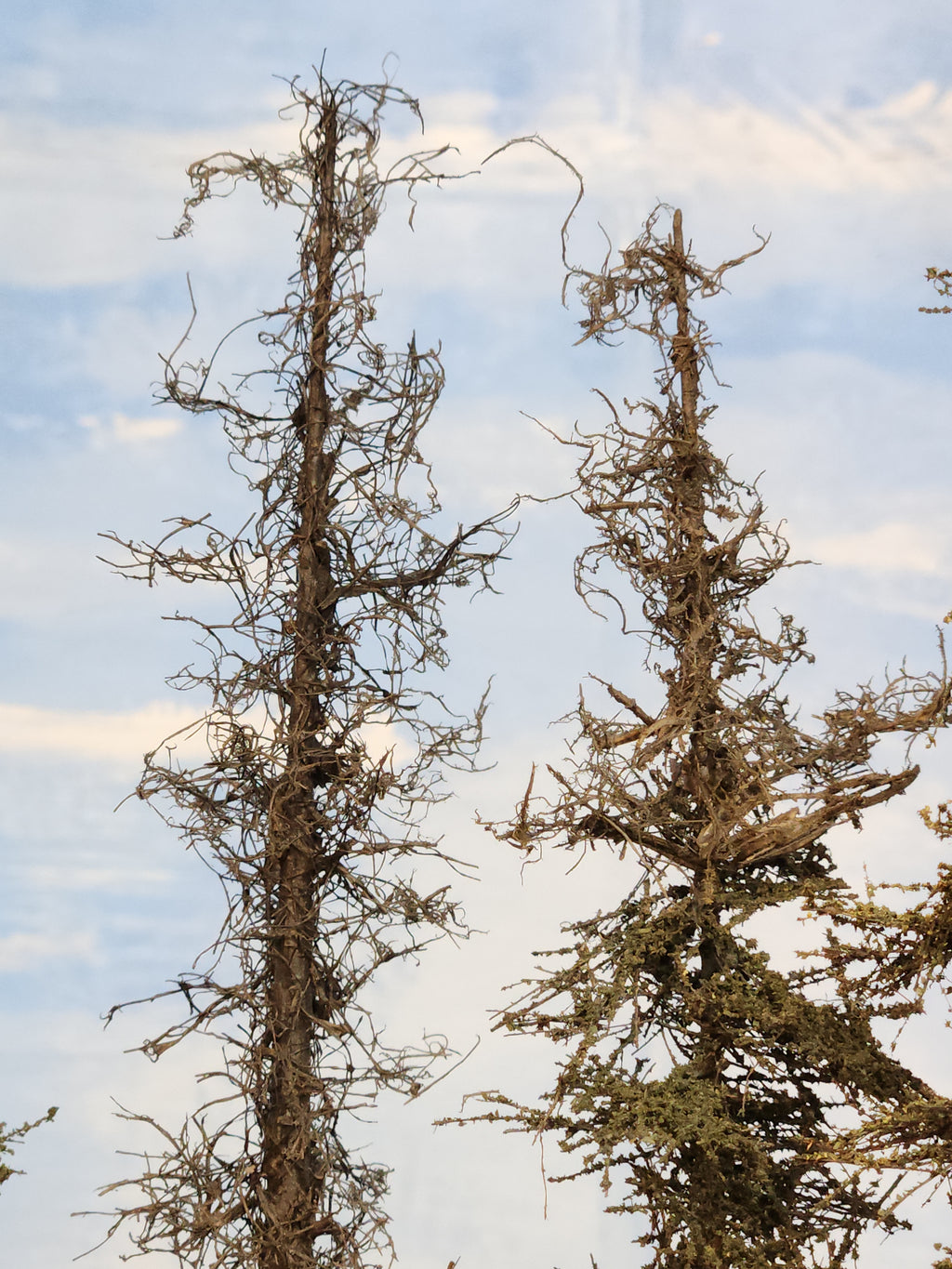 L0065 Dead & Partial Dead Firs & Pines Mix 6"-8"