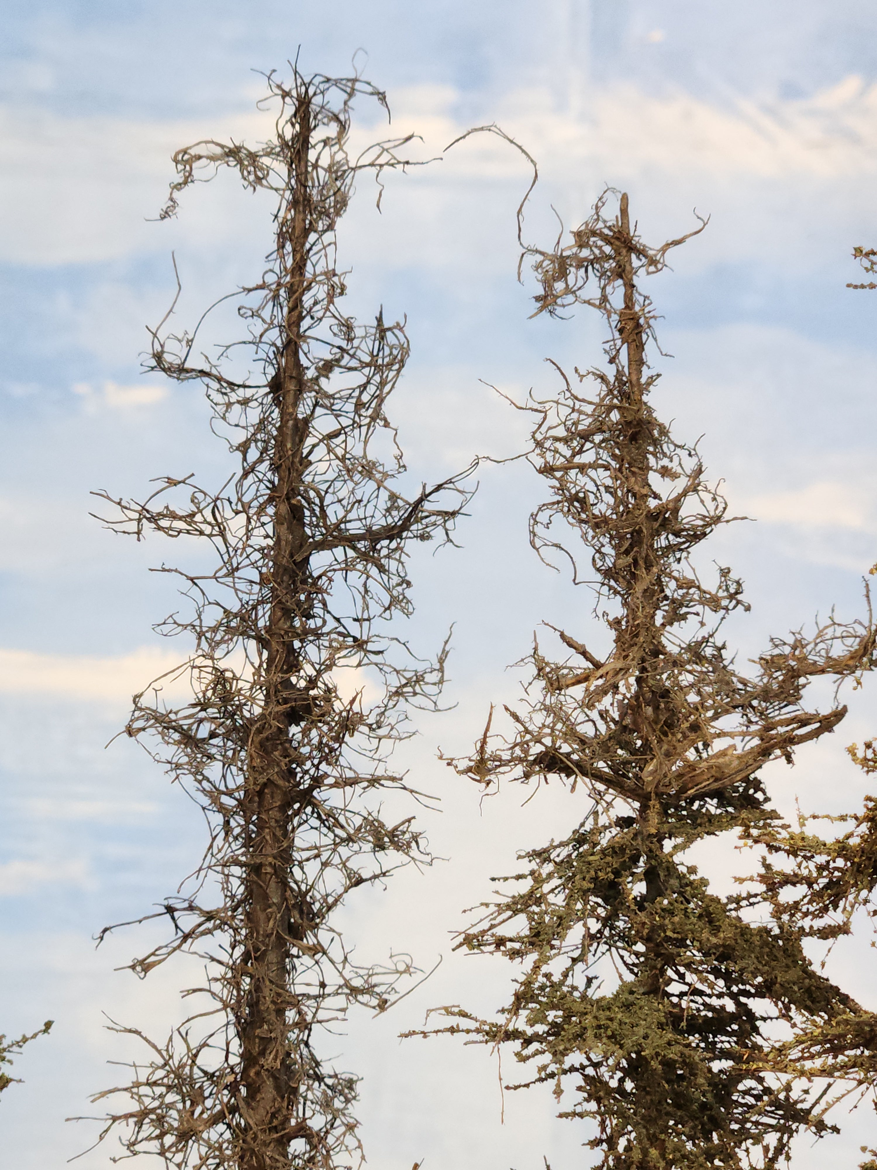L0065 Dead & Partial Dead Firs & Pines Mix 6"-8"
