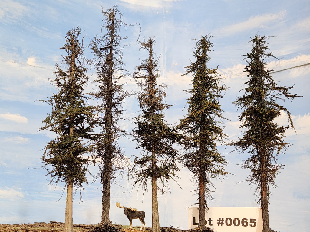 L0065 Dead & Partial Dead Firs & Pines Mix 6"-8"