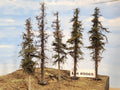 L0065 Dead & Partial Dead Firs & Pines Mix 6"-8"