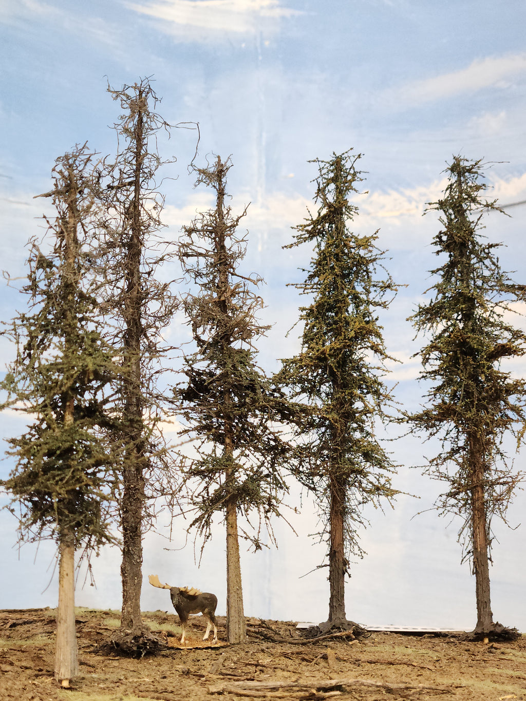 L0065 Dead & Partial Dead Firs & Pines Mix 6"-8"